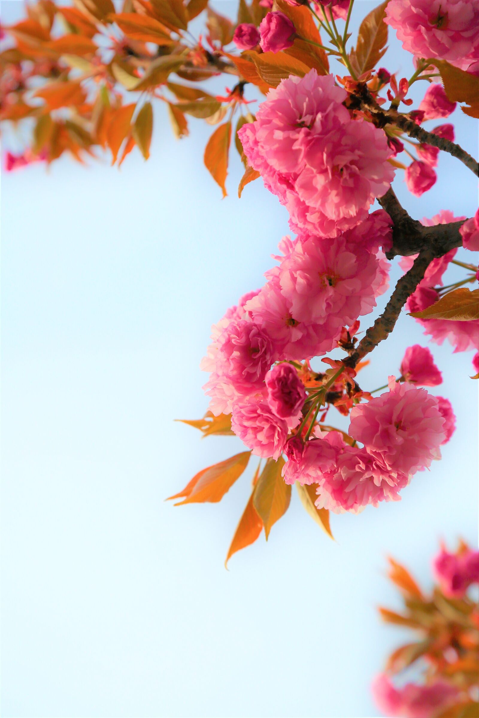 Canon EOS 5D Mark III sample photo. Flower, spring, nature photography