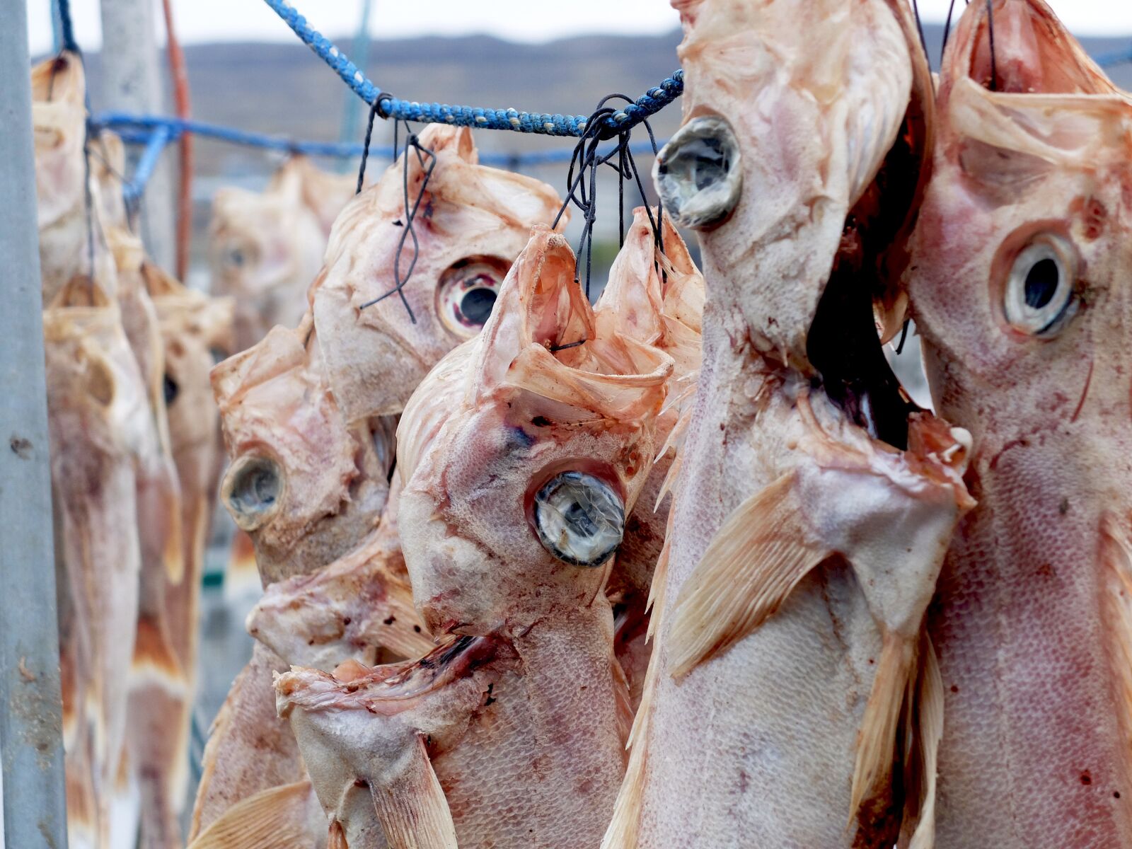 Fujifilm X30 sample photo. Fish, food, dining photography