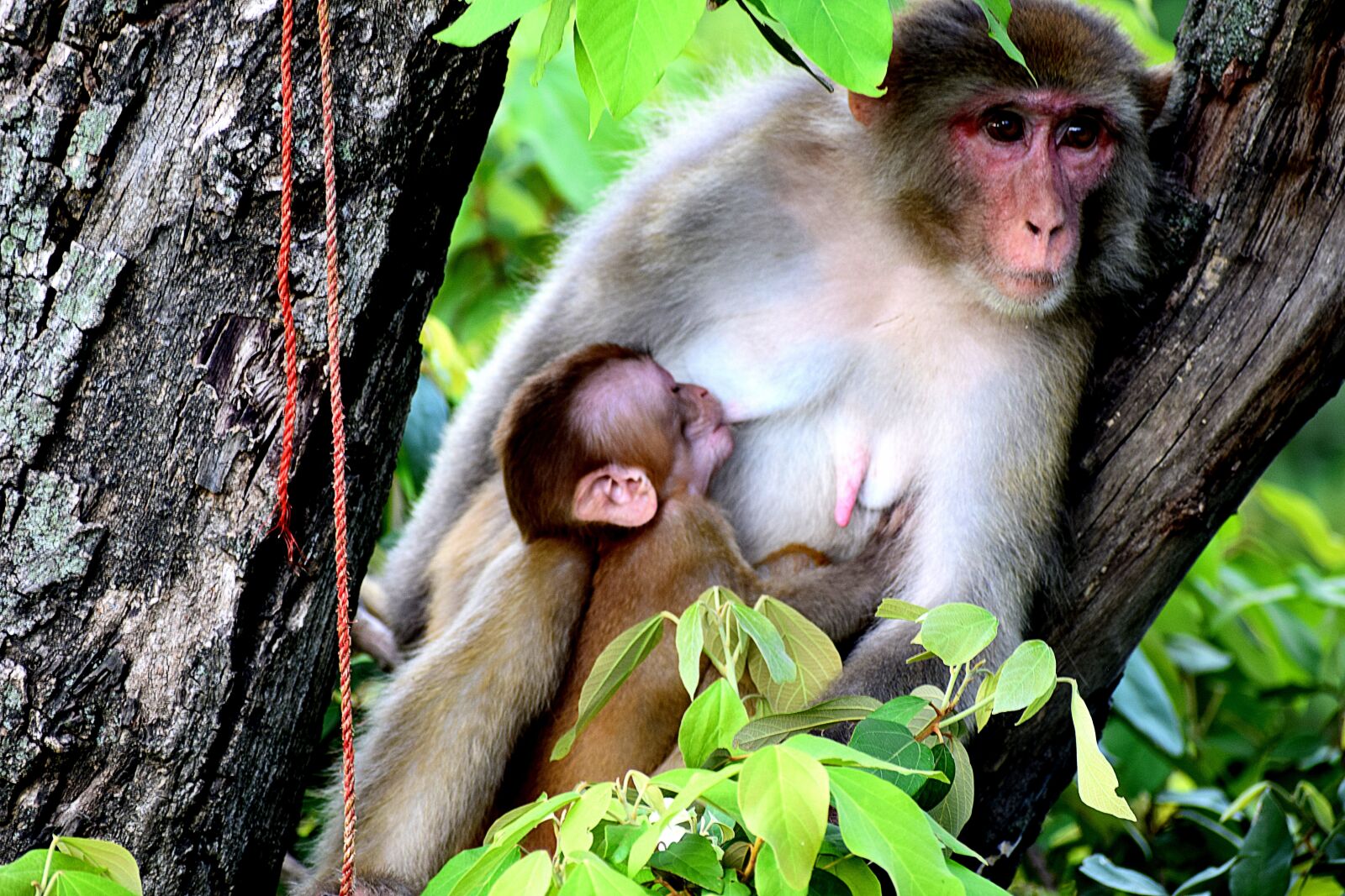 Nikon D3300 sample photo. Mother, monkey, breastfeeding photography
