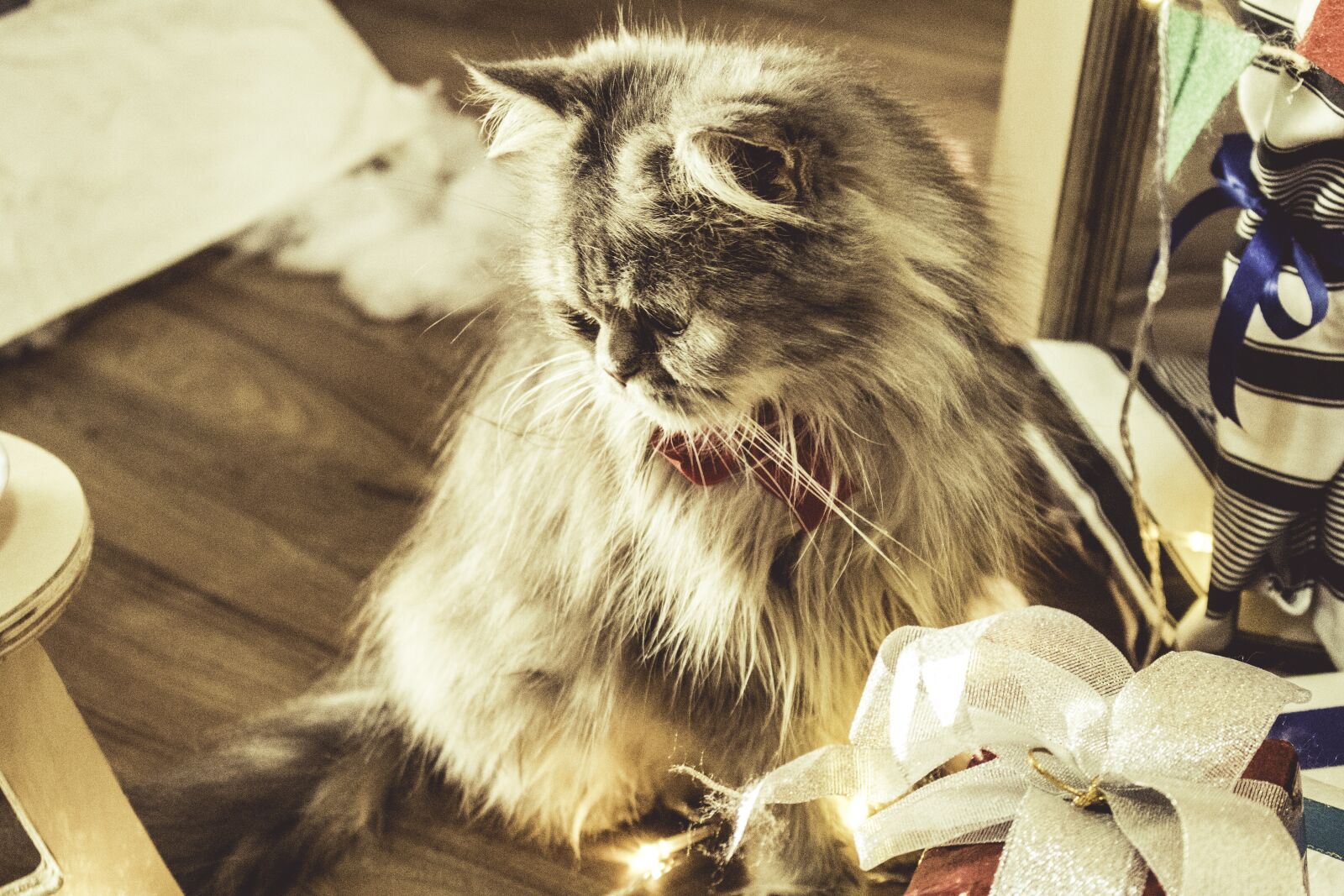 Canon EOS 750D (EOS Rebel T6i / EOS Kiss X8i) sample photo. Cat, animal, pet photography