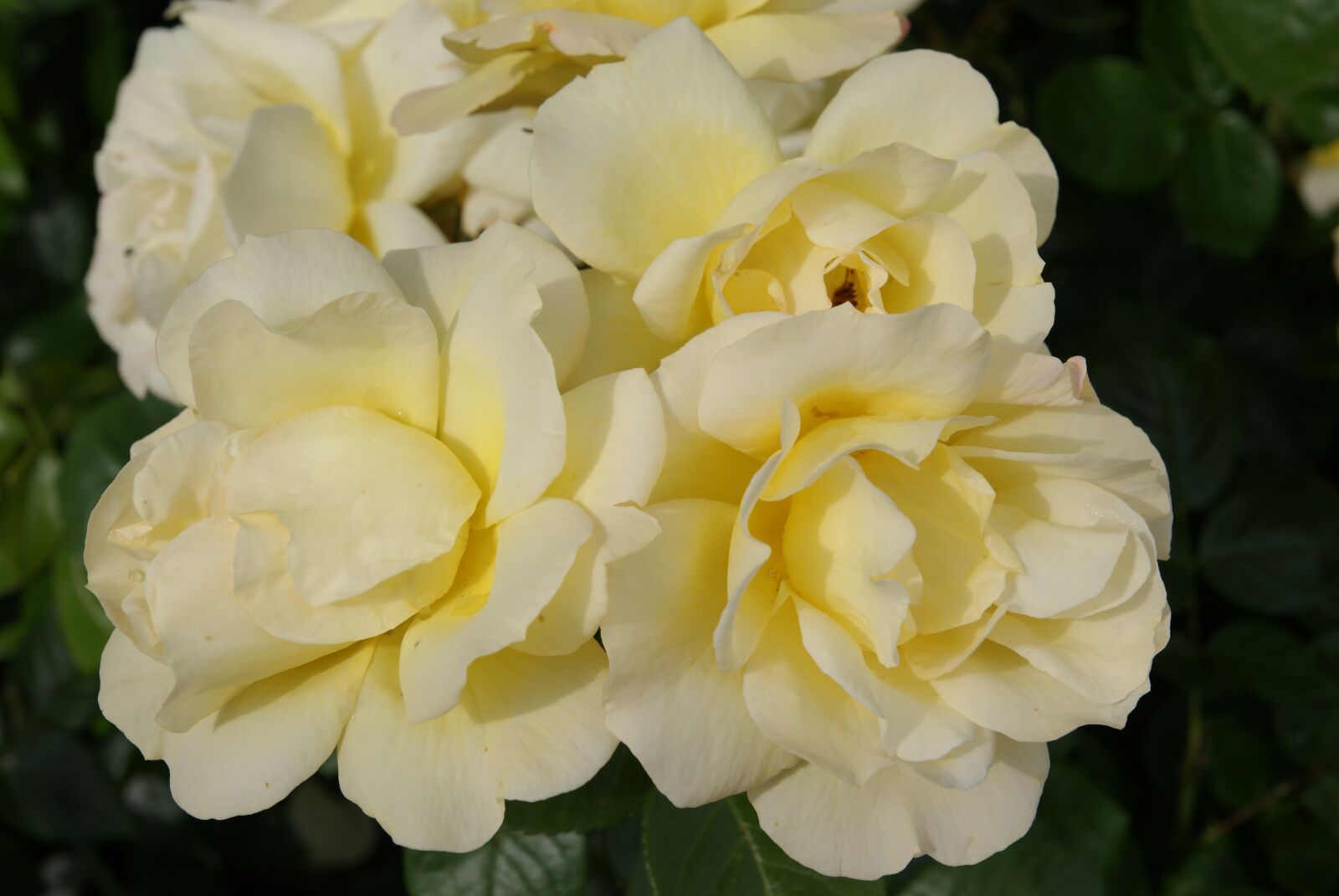 Sony Alpha DSLR-A300 sample photo. Roses yellow, pink, blossom photography