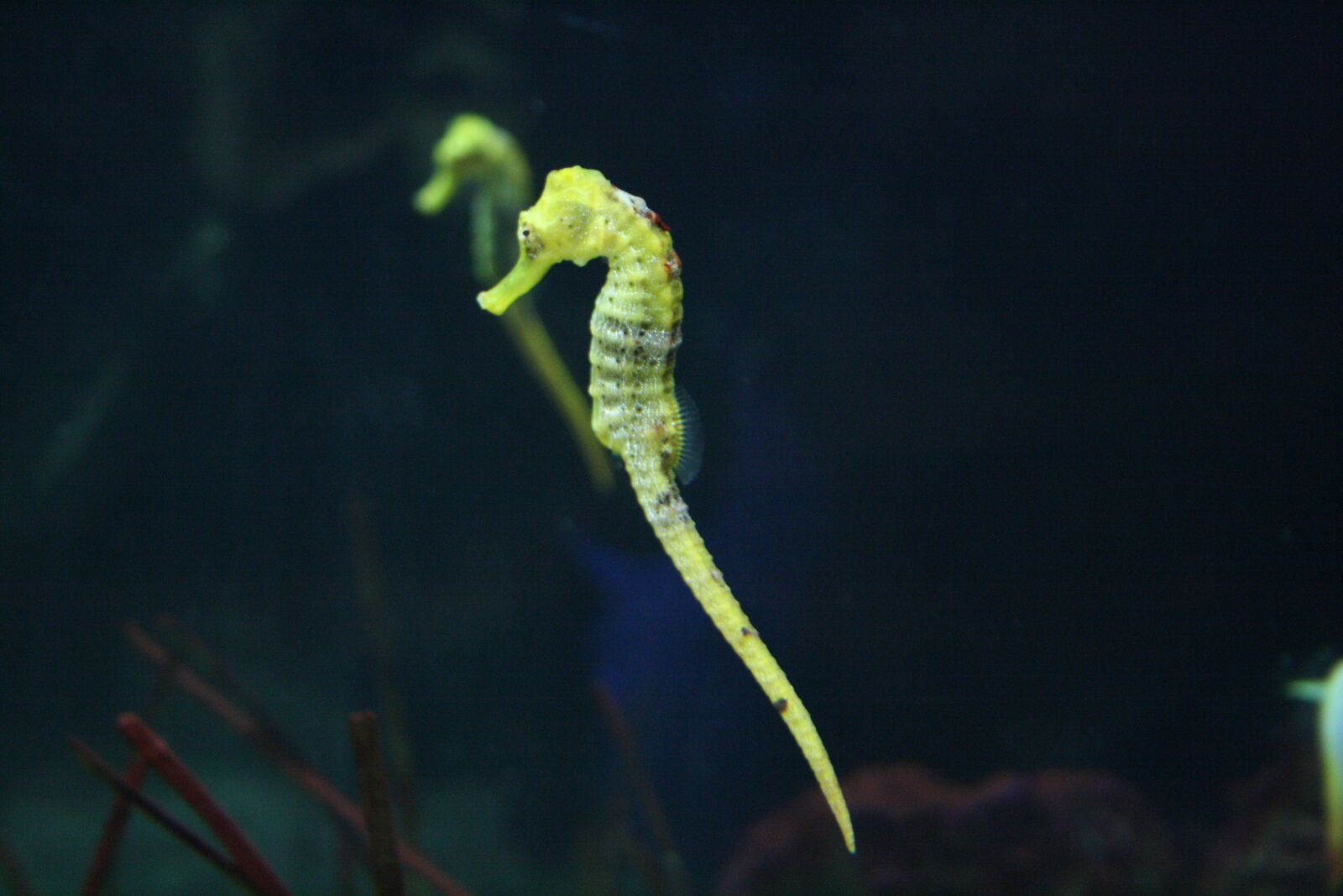 Canon EOS 1000D (EOS Digital Rebel XS / EOS Kiss F) sample photo. Ocean, submarine, fish photography