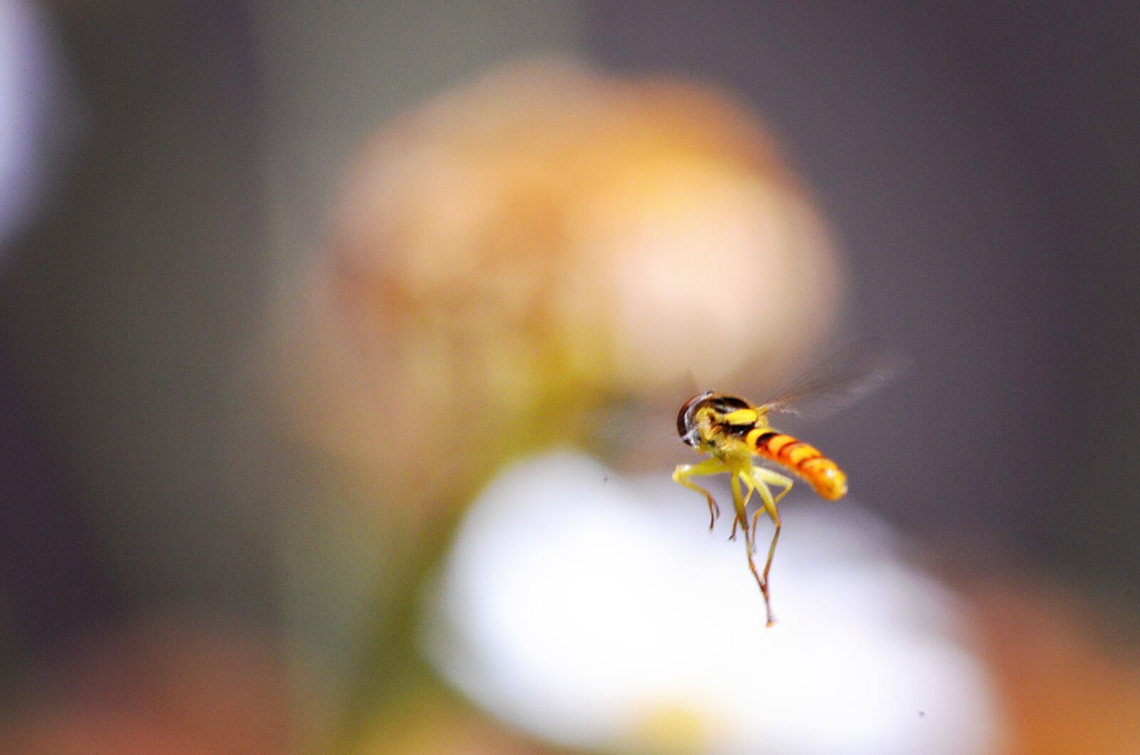 Nikon D5100 sample photo. Dragonfly, wings, insects photography