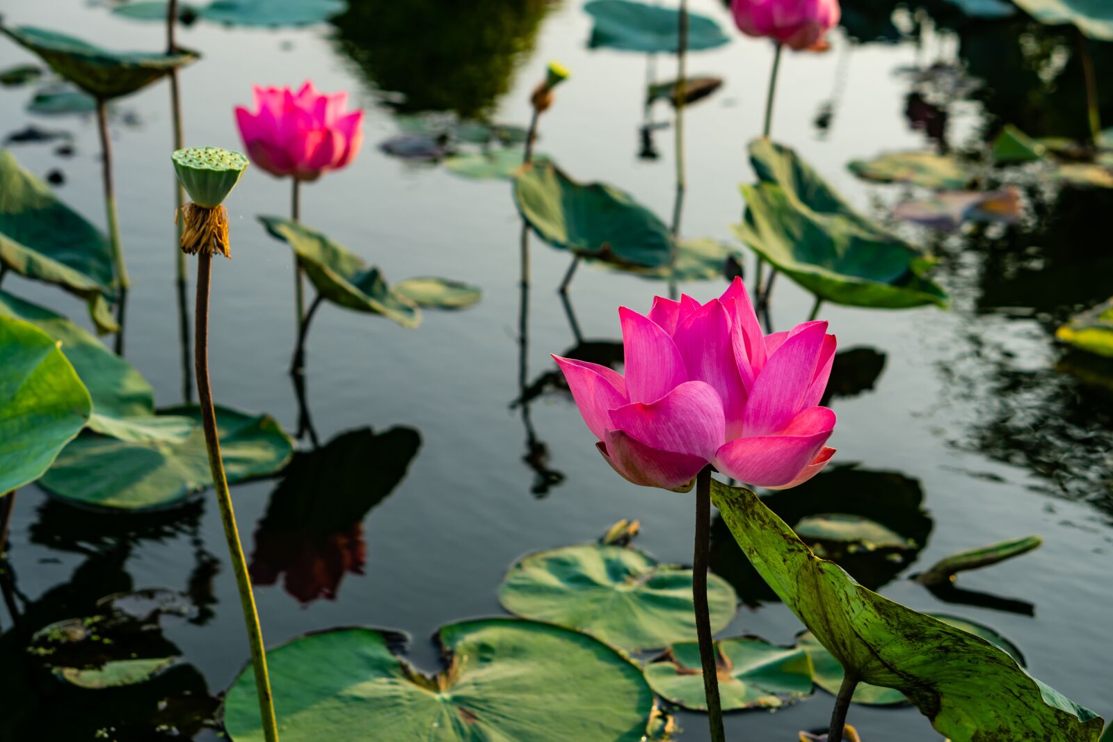 Sony a6000 + E 50mm F1.8 OSS sample photo. Flower, lotus, ao photography