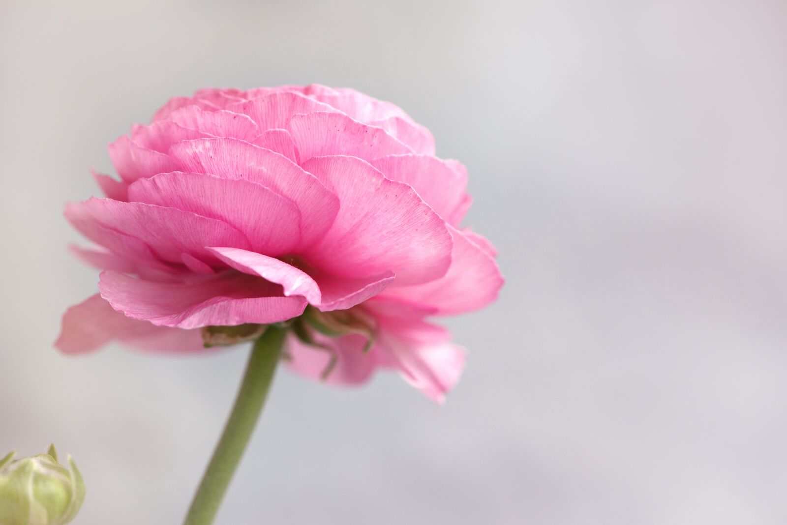 Nikon D750 sample photo. Ranunculus, pink, pink ranunkel photography