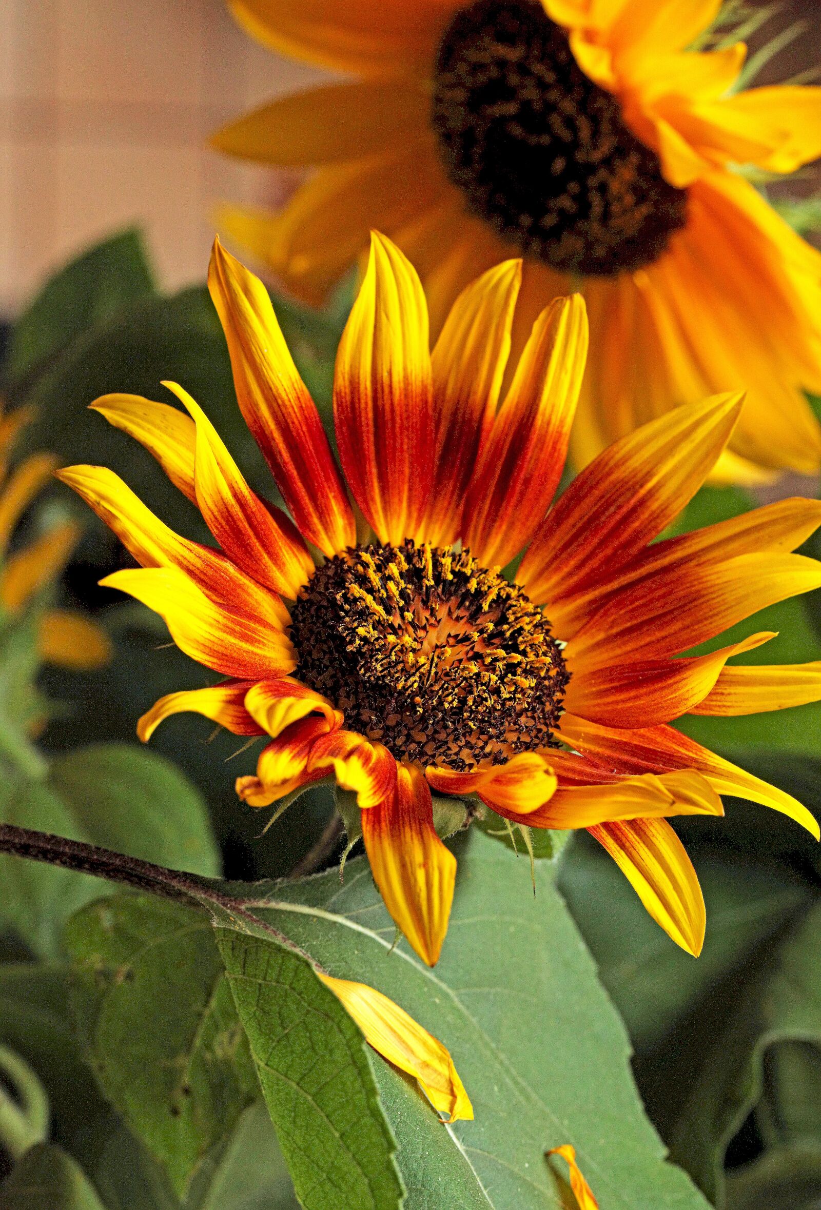 Canon EOS 5D Mark II sample photo. Sunflower, flower, yellow flowers photography