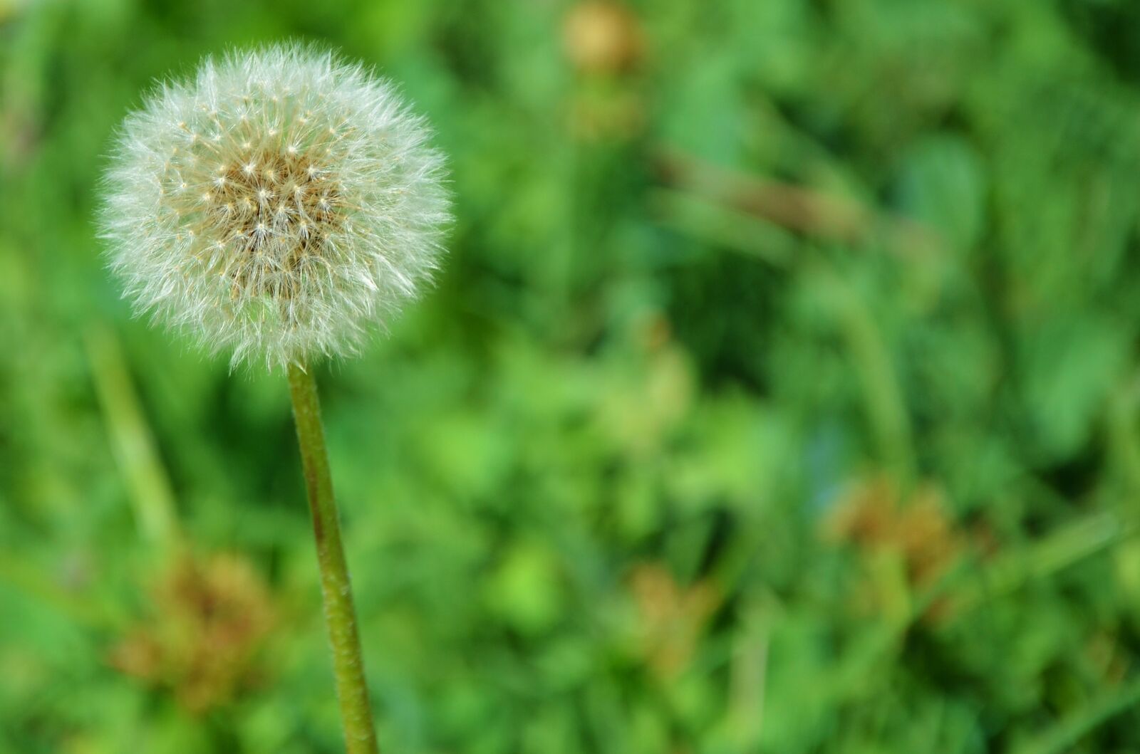Nikon D7000 sample photo. Flower, natur, dandelion photography
