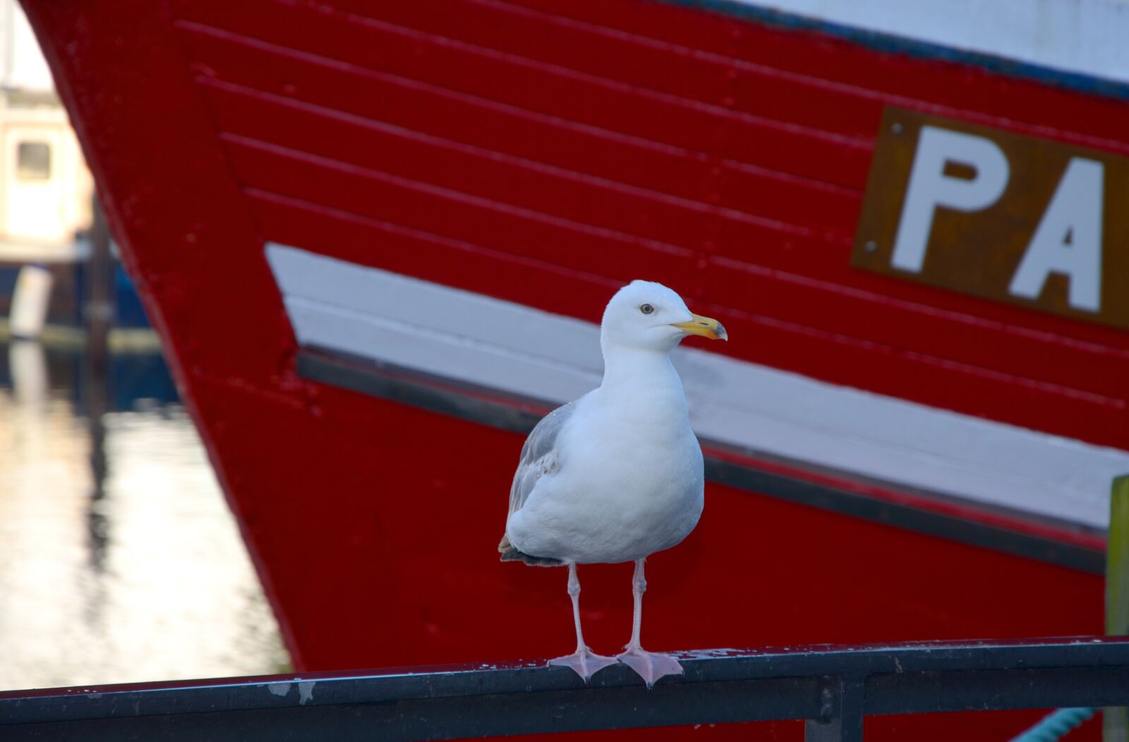 Nikon D5100 sample photo. Seagull, boat, port photography