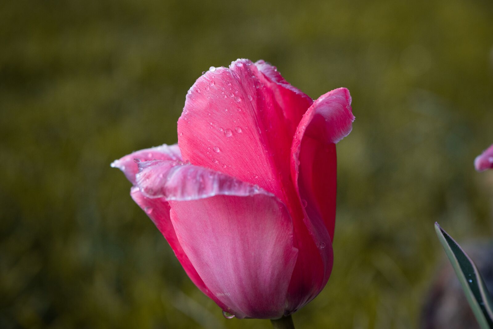 Nikon D750 sample photo. Tulip, flower, pink photography