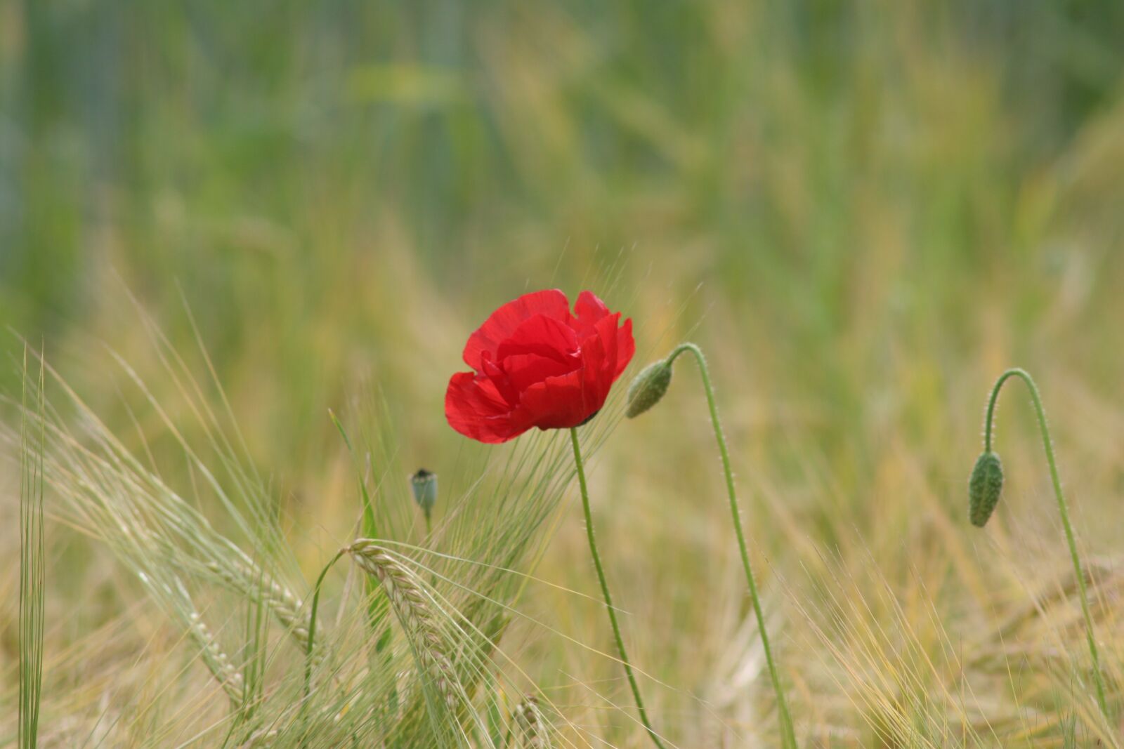 Canon EOS 20D sample photo. Flower strips, flowers, wild photography