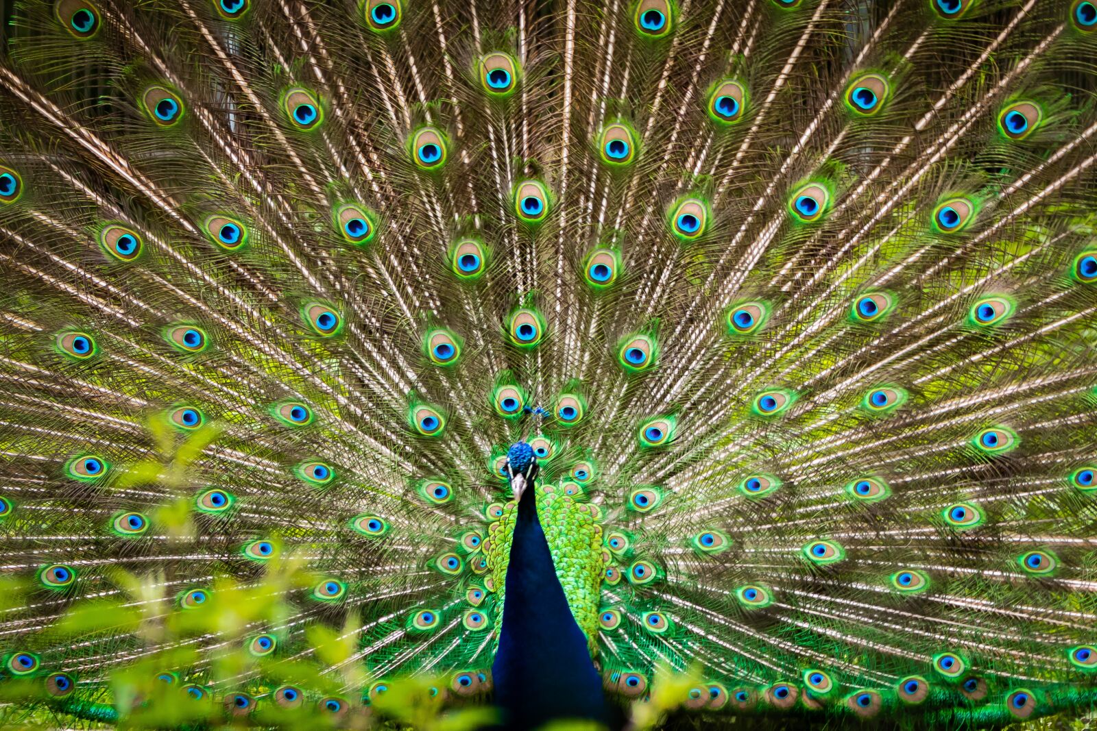 Canon EOS 80D sample photo. Peacock, feather, animals photography