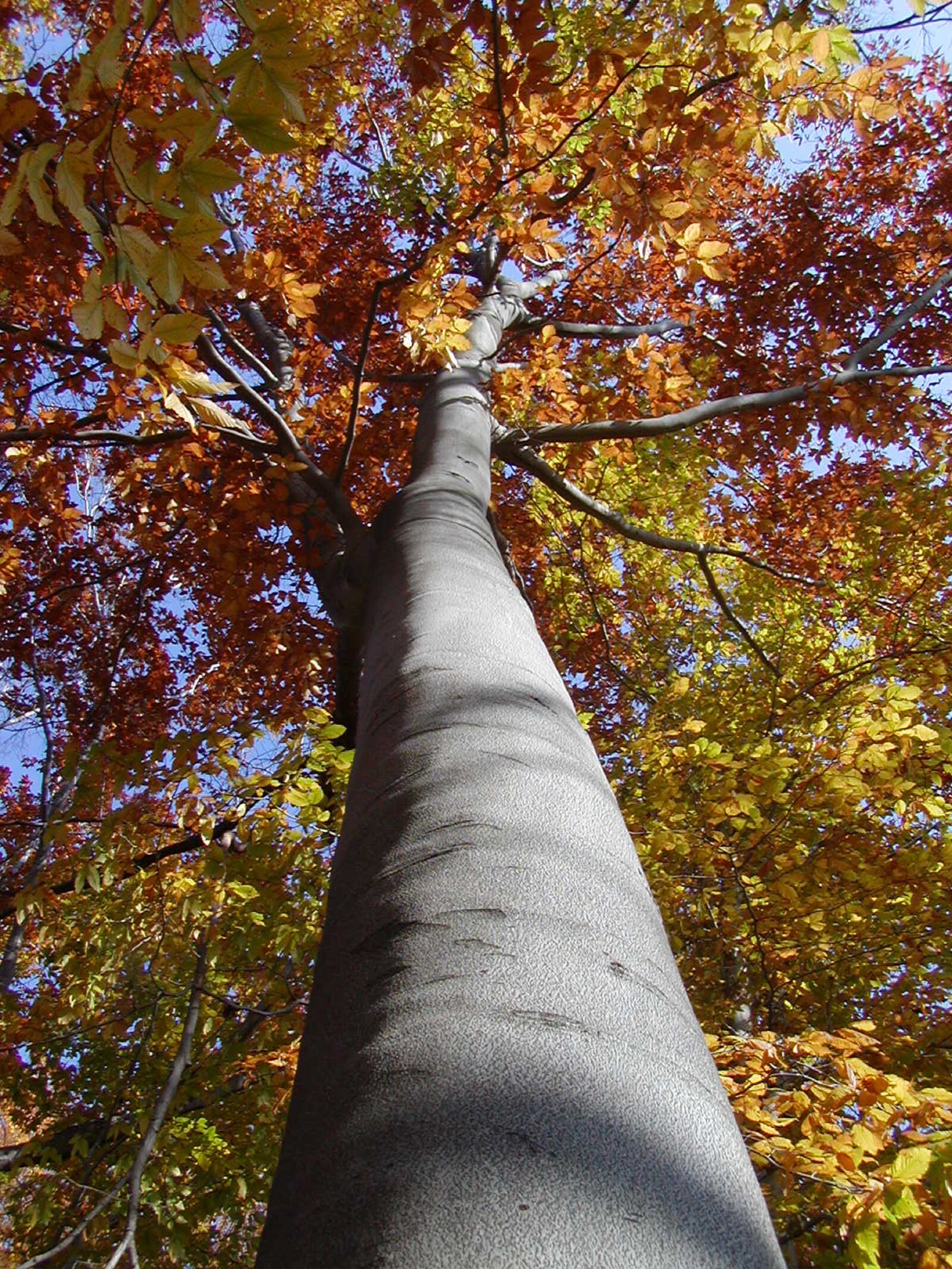 Olympus C700UZ sample photo. Autumn, tree, leaves photography