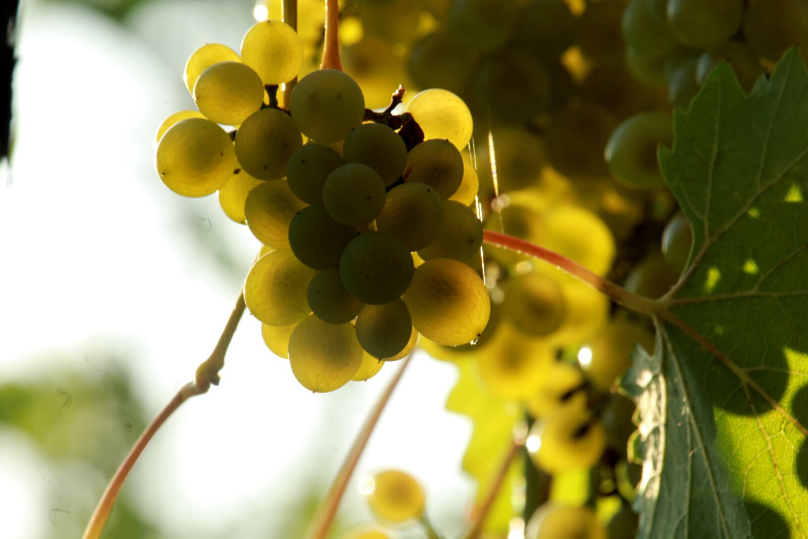 Canon EOS 1200D (EOS Rebel T5 / EOS Kiss X70 / EOS Hi) sample photo. Grapes, vineyard, wine photography