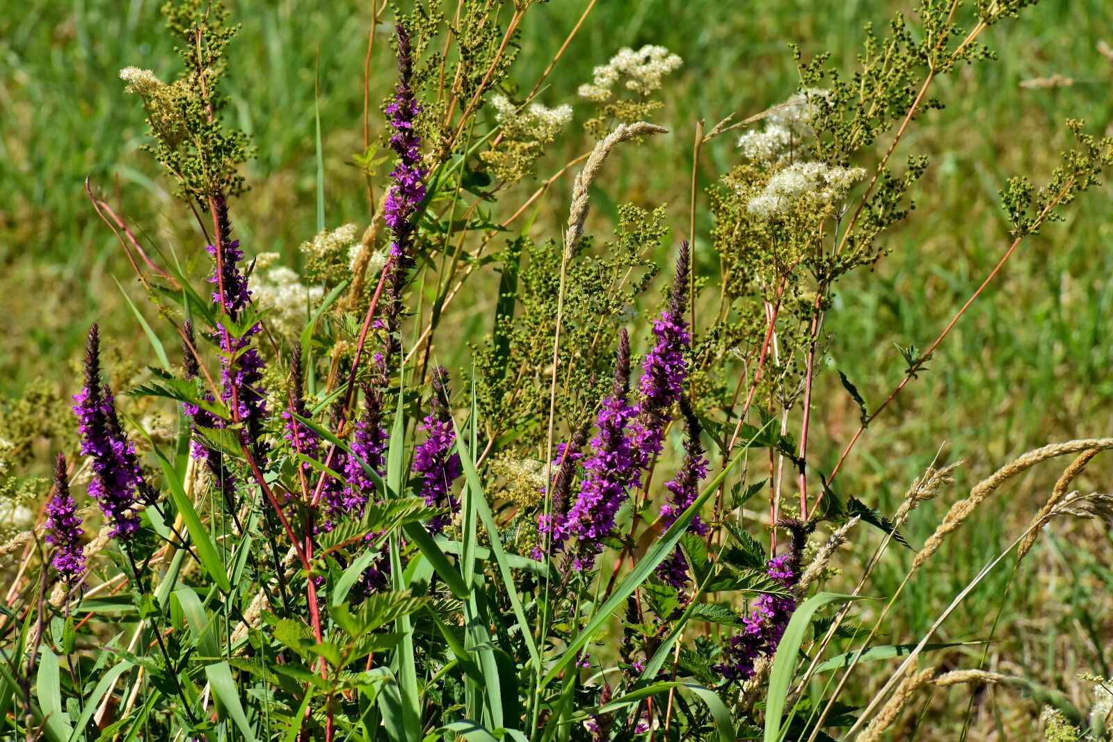 Nikon D7200 sample photo. Meadow, flowers, nature photography