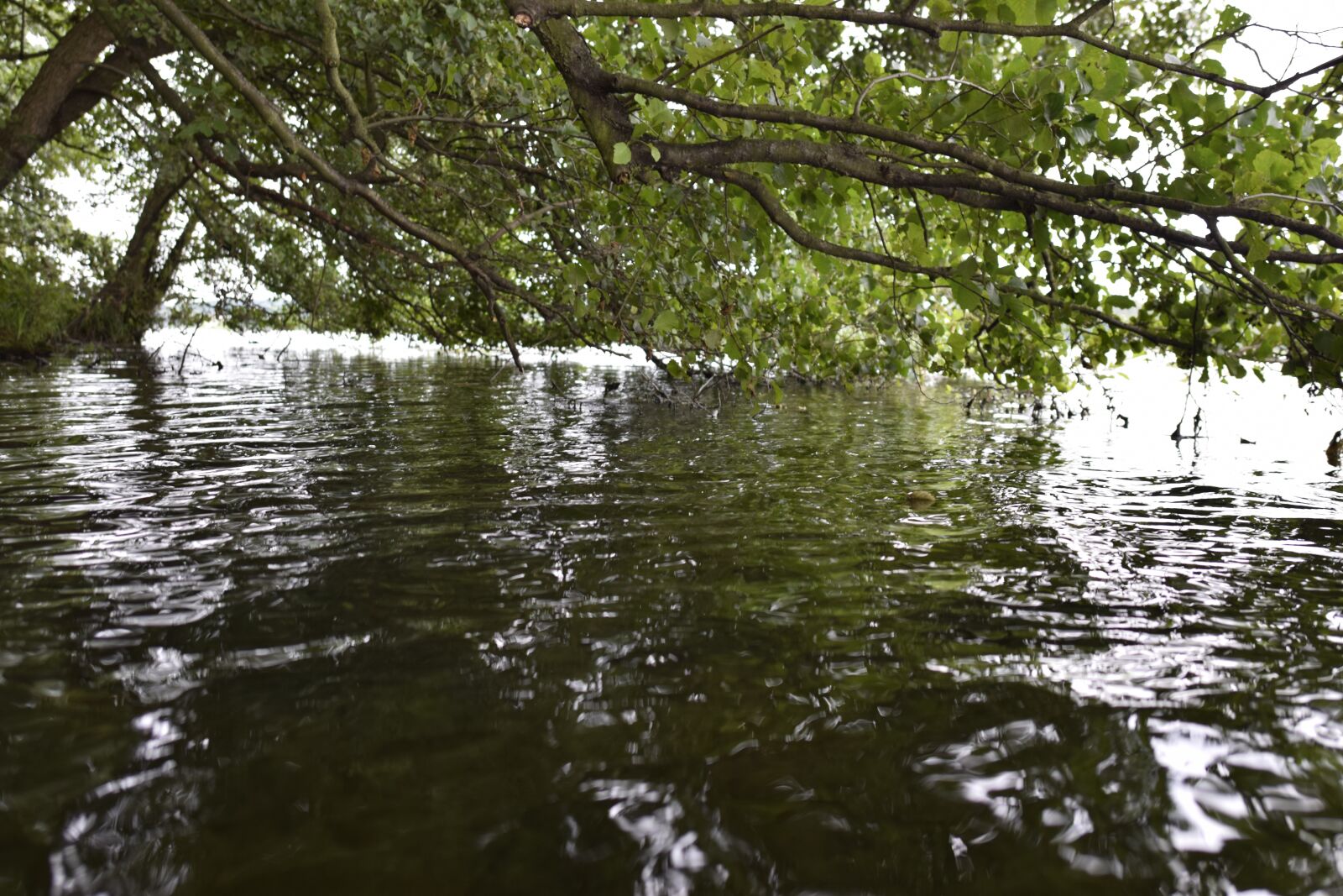 Nikon D5300 sample photo. Lake, foliage, tree photography