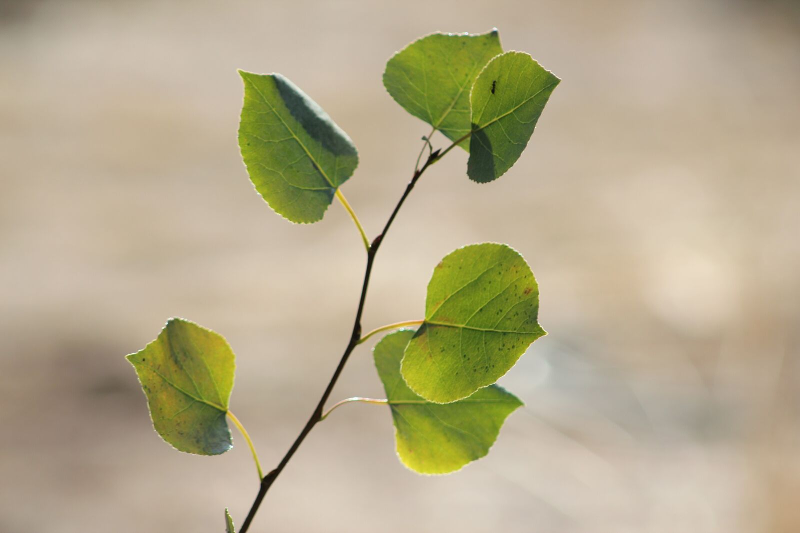 Canon EOS 550D (EOS Rebel T2i / EOS Kiss X4) sample photo. Aspen, foliage, branch photography