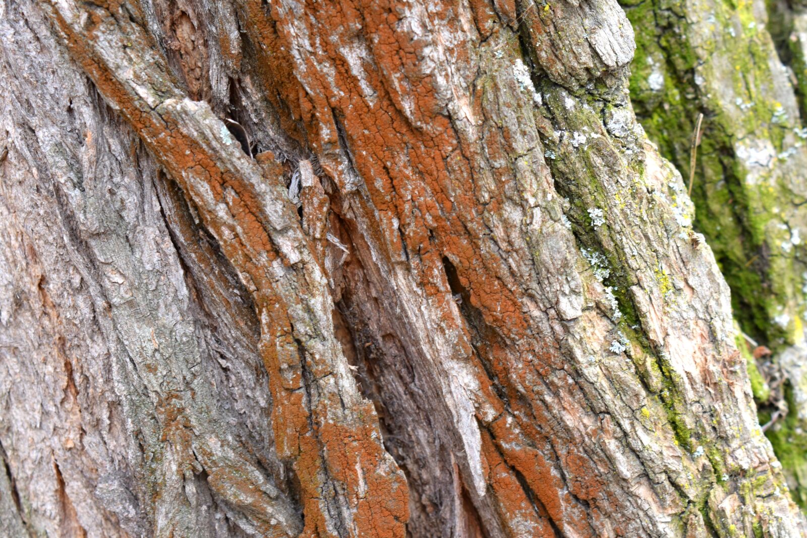 Nikon D3400 sample photo. Bark, background, texture photography