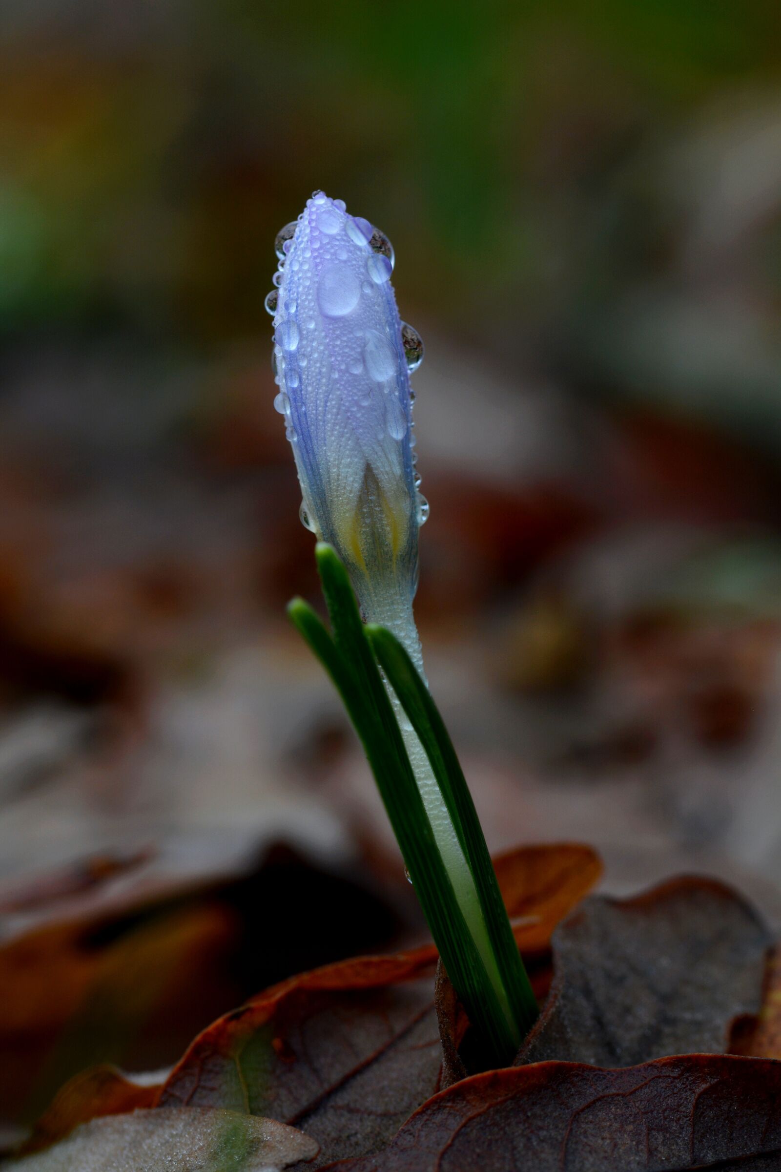 Nikon D5200 sample photo. Flower, violet, plant photography