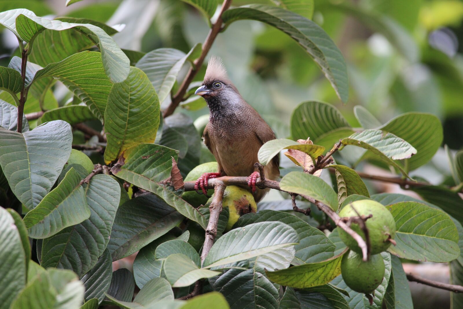 Canon EOS 1200D (EOS Rebel T5 / EOS Kiss X70 / EOS Hi) + Canon EF-S 55-250mm F4-5.6 IS STM sample photo. Mouse, bird, nature photography