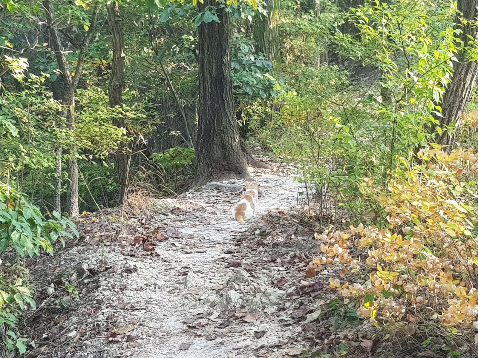 Samsung Galaxy S8 sample photo. Forest, cat, animal photography