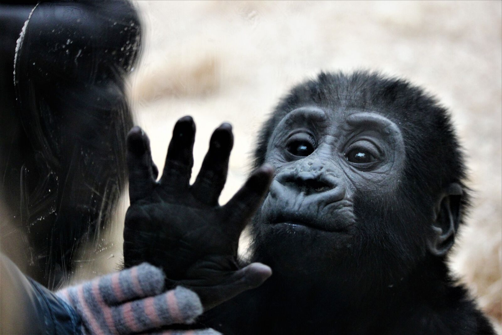 Canon EF-S 55-250mm F4-5.6 IS STM sample photo. Animal, monkey, zoo photography