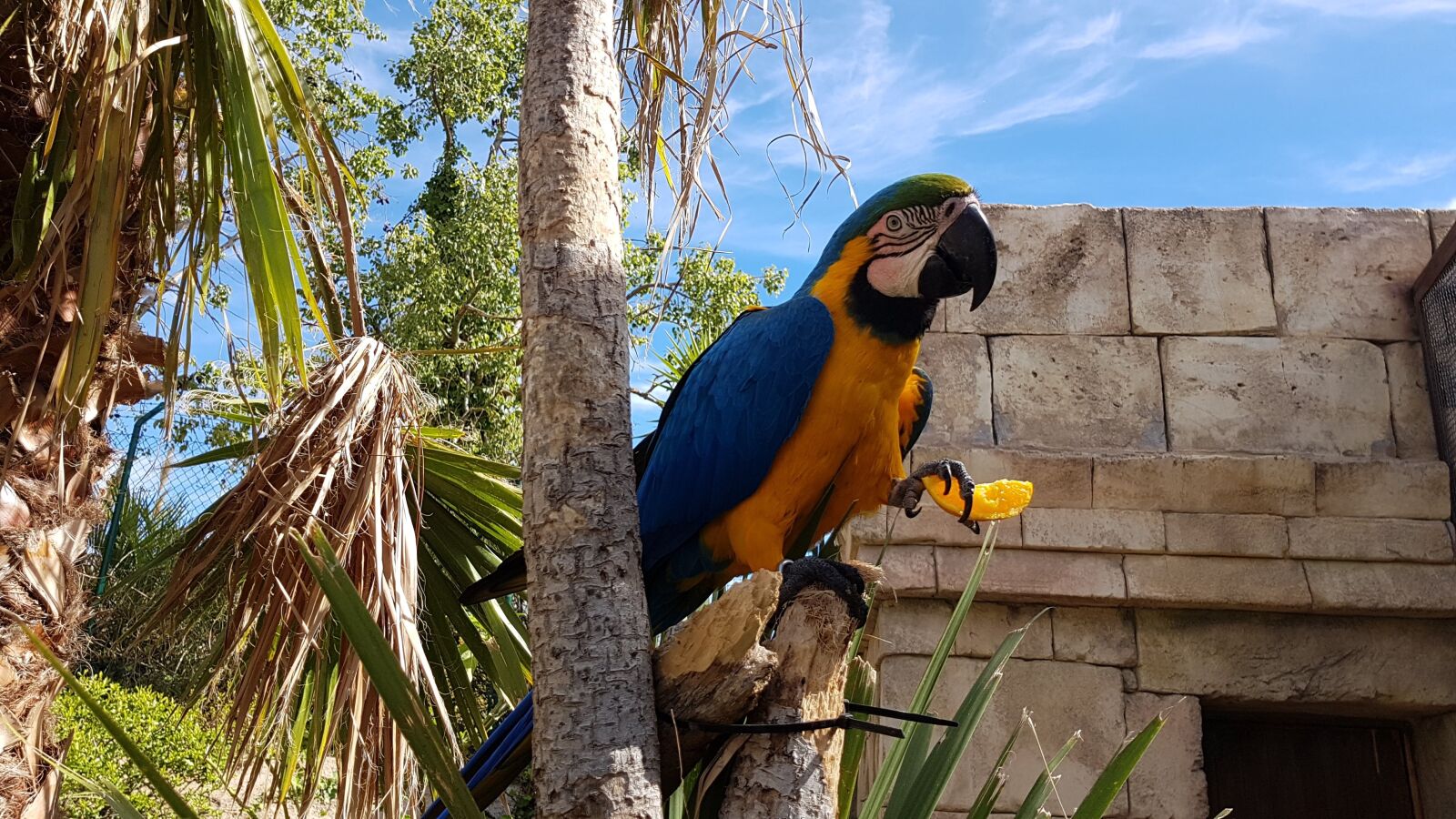 Samsung Galaxy S7 Edge sample photo. Nature, tropical, outdoor photography
