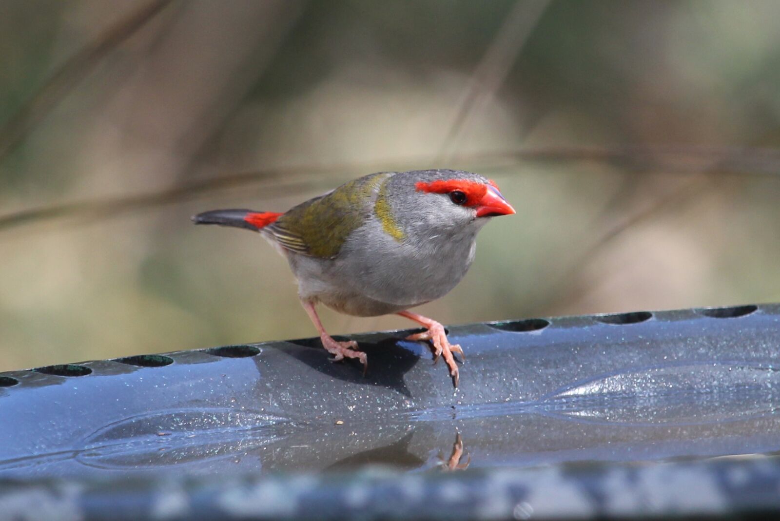Canon EOS 100D (EOS Rebel SL1 / EOS Kiss X7) sample photo. Bird, finch, red-browed finch photography
