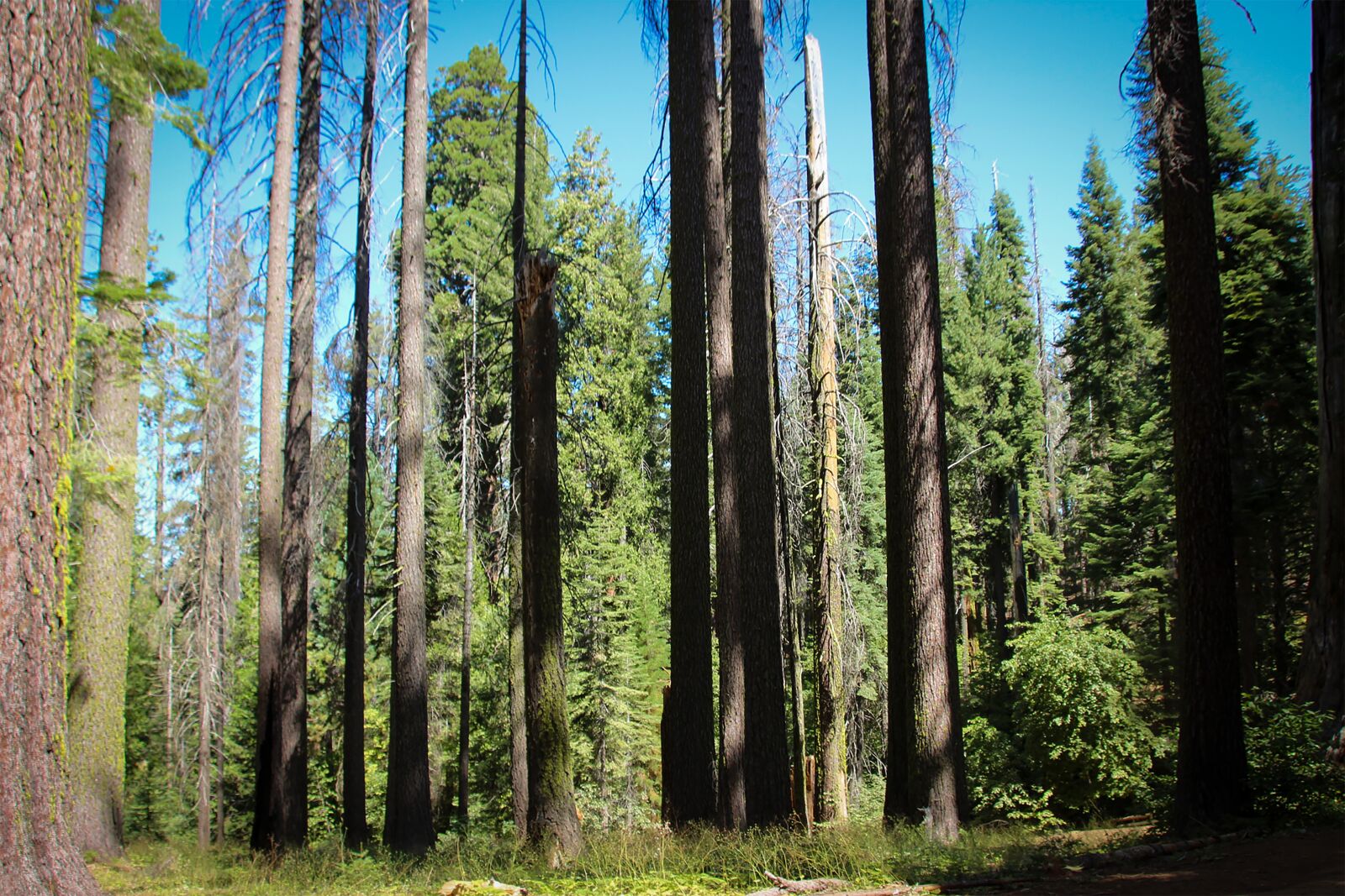 Canon EOS 600D (Rebel EOS T3i / EOS Kiss X5) sample photo. Tuolumne grove, trees, california photography