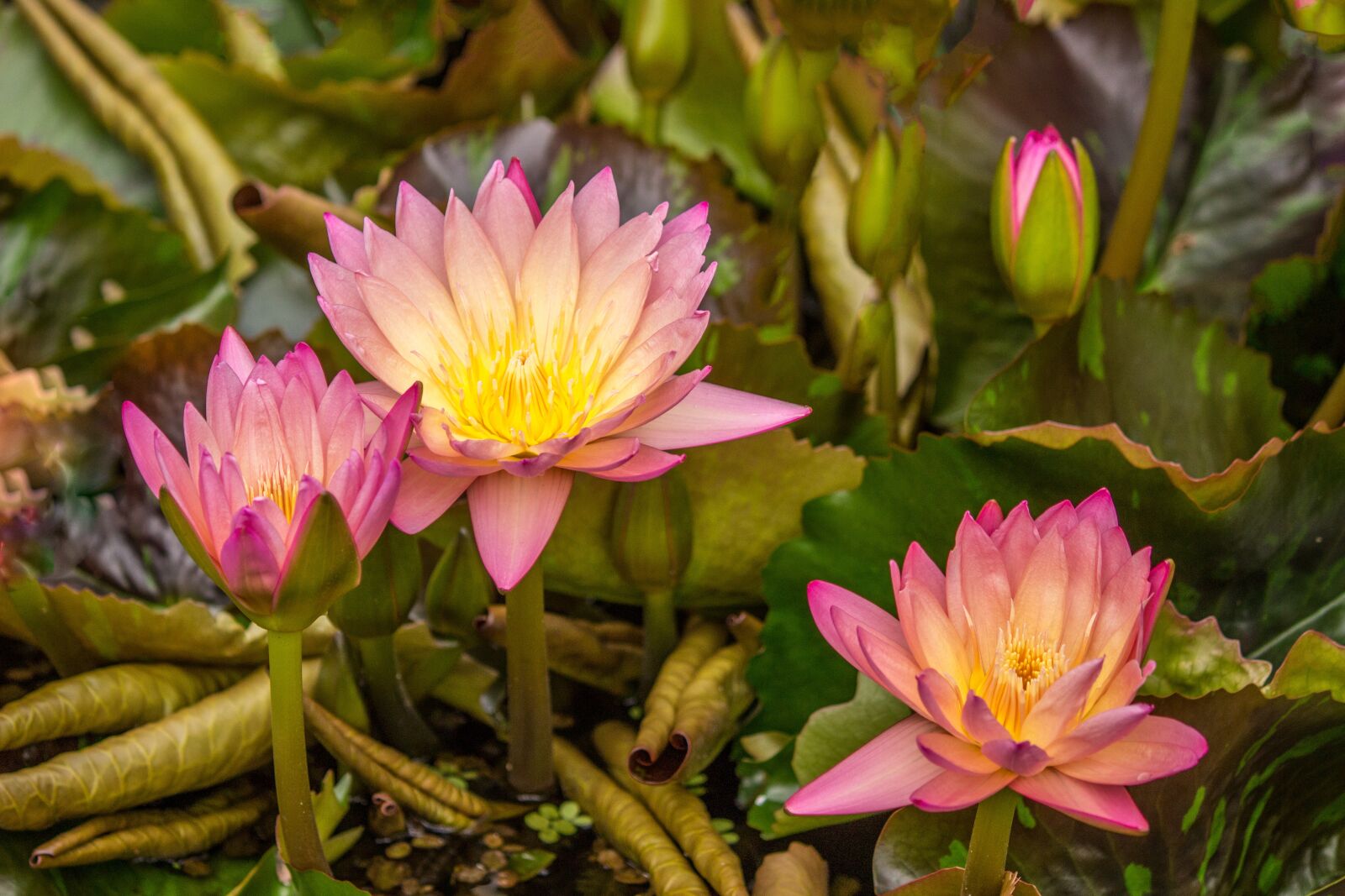 Canon EF-S 55-250mm F4-5.6 IS sample photo. Lotus, aquatic plant, water photography