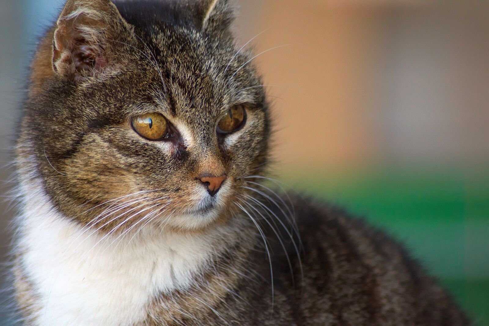 Nikon D3300 sample photo. Domestic cat, head, animal photography