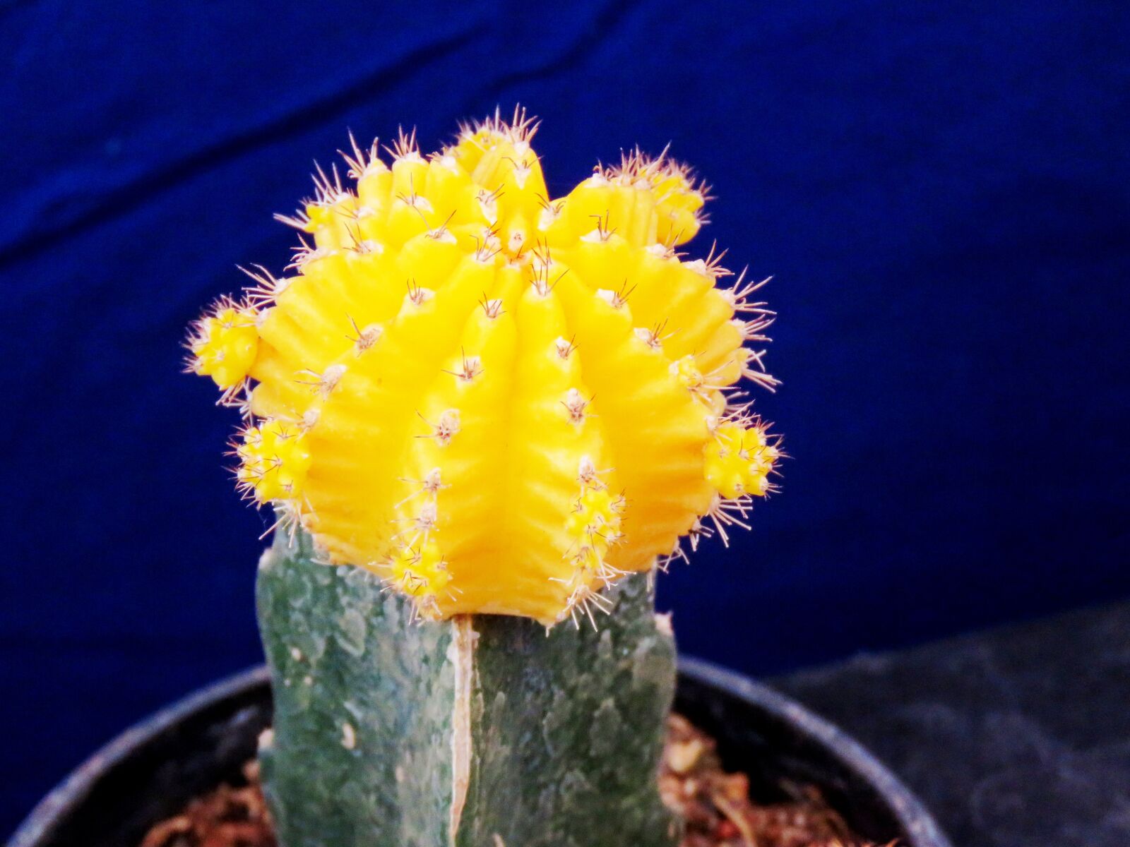 Canon PowerShot SX60 HS sample photo. Cactus, cactus flower, yellow photography