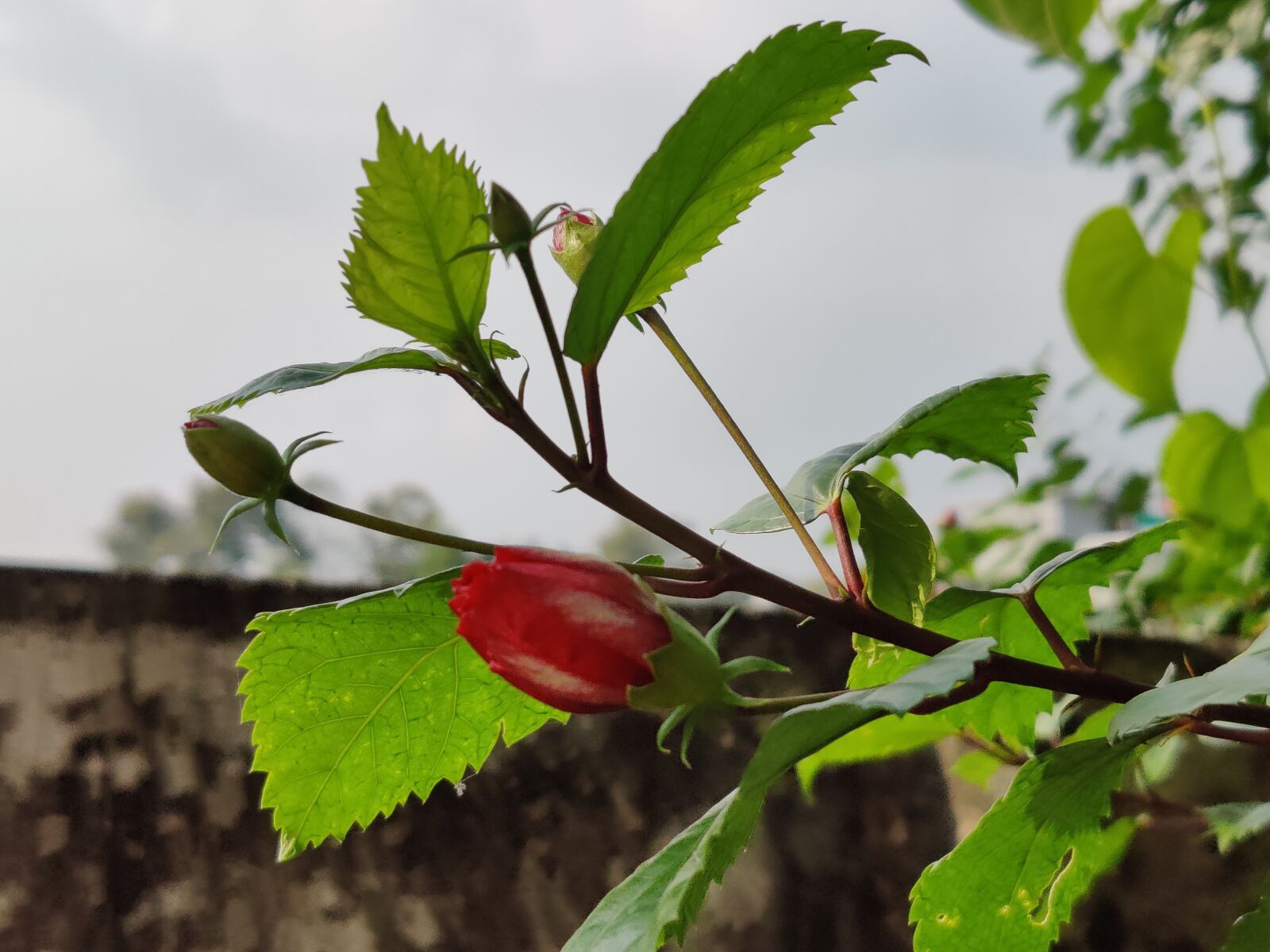 OnePlus HD1901 sample photo. Hibiscus, flowers, buds photography