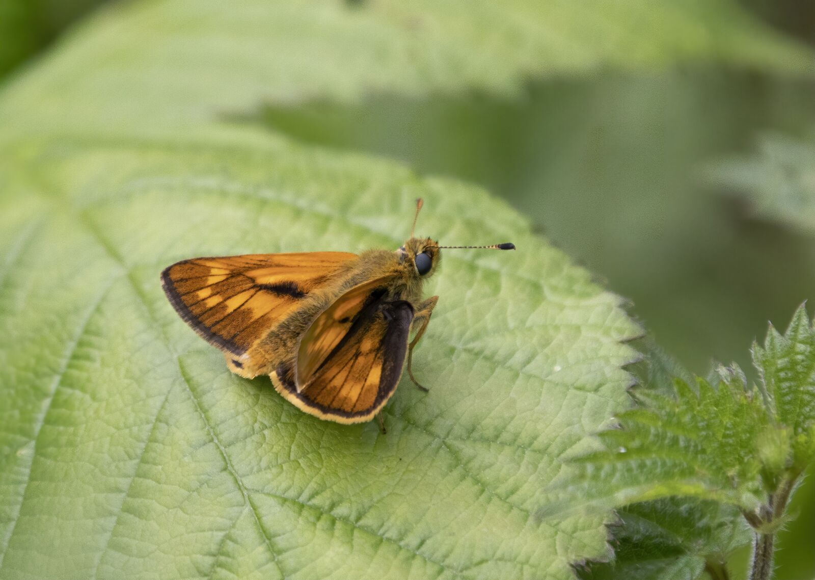 Sigma 100-400mm F5-6.3 DG OS HSM sample photo. Large skipper, butterfly wings photography