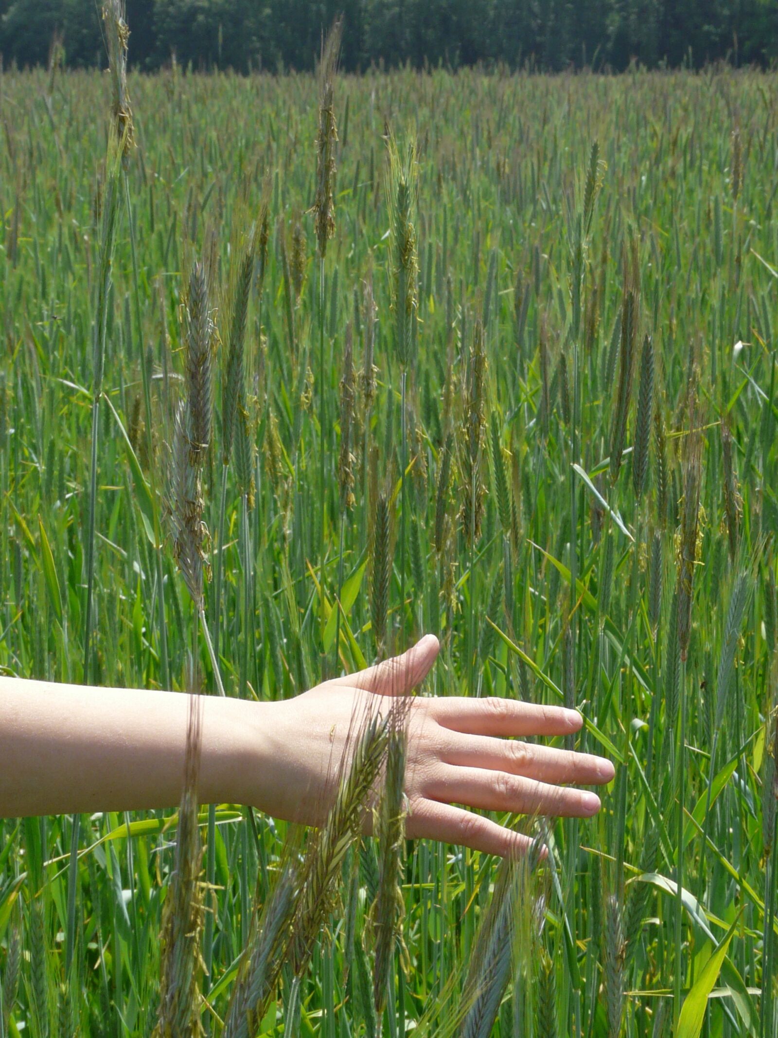 Panasonic DMC-FZ18 sample photo. Feel, see, hand photography