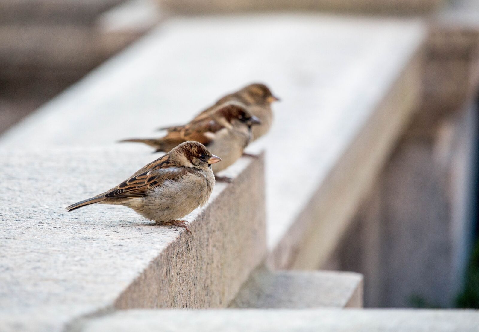Canon EOS 700D (EOS Rebel T5i / EOS Kiss X7i) sample photo. Nature, bird, three photography