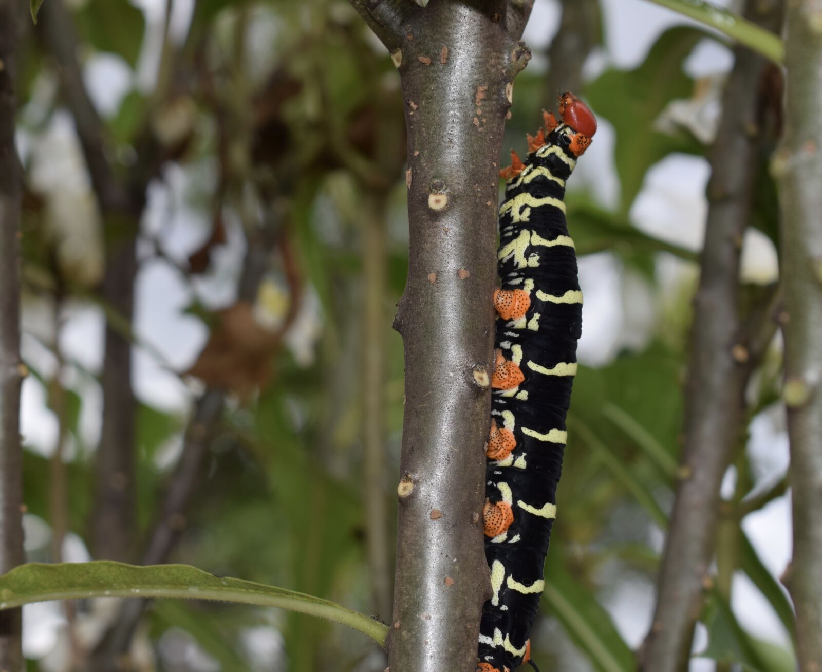 Nikon D5300 sample photo. Colombia, insect, worm photography