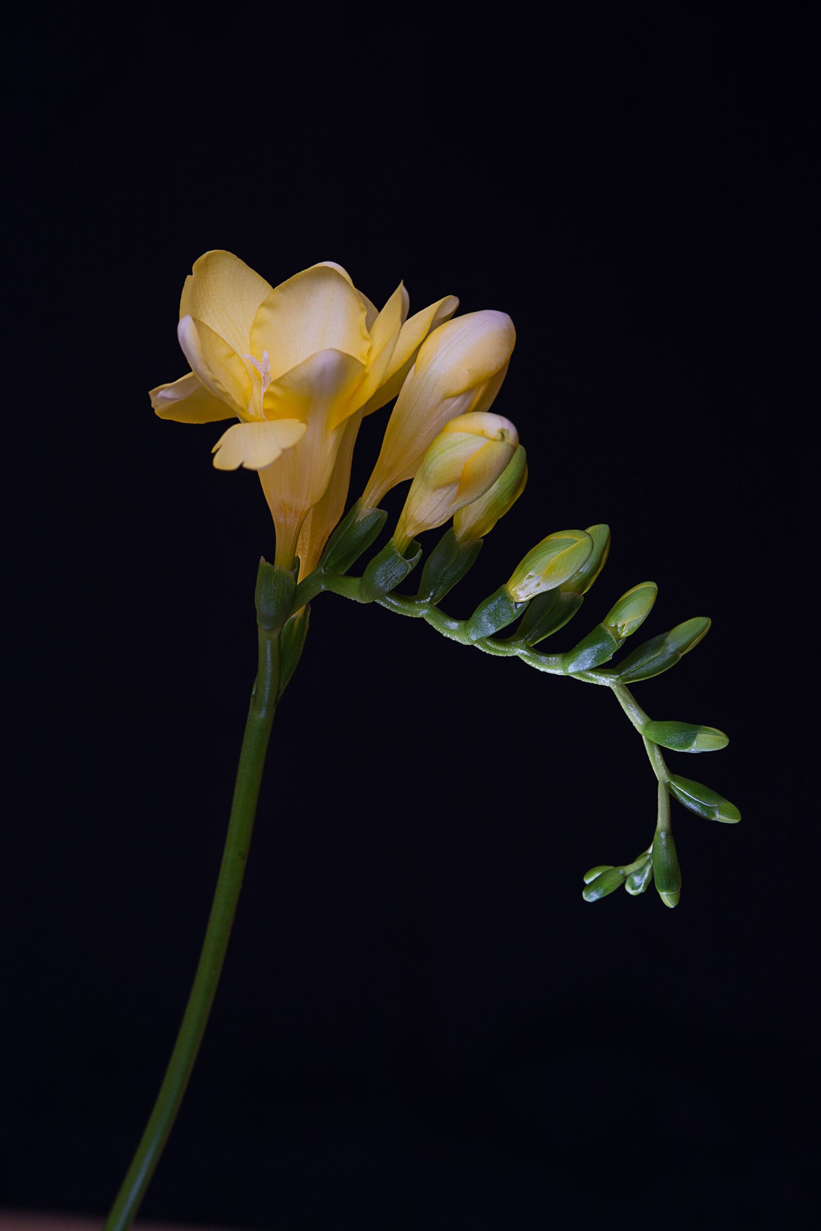 Nikon D7100 sample photo. Flowers, yellow flowers, freesia photography