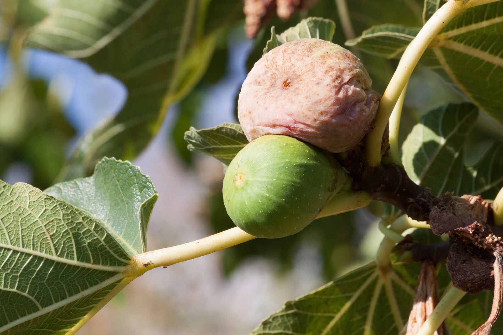 Canon EOS 50D sample photo. Fig, ripe, over ripe photography