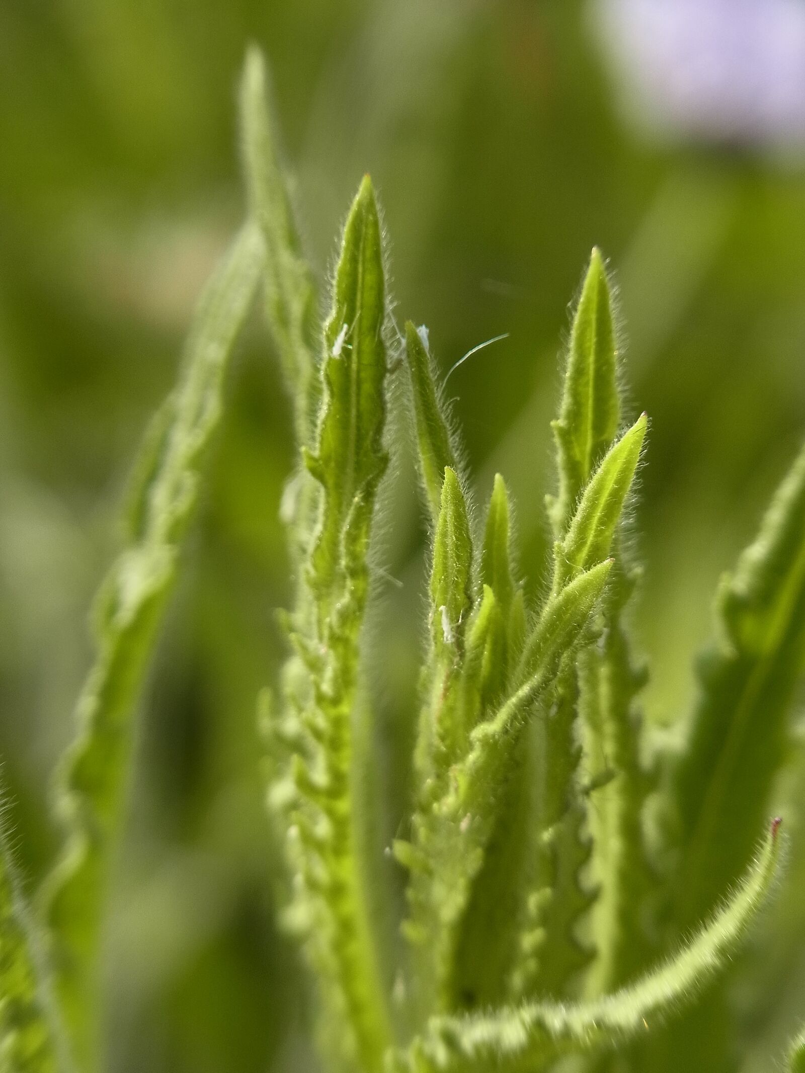 RICOH ZOOM LENS sample photo. Green, plant, nature photography