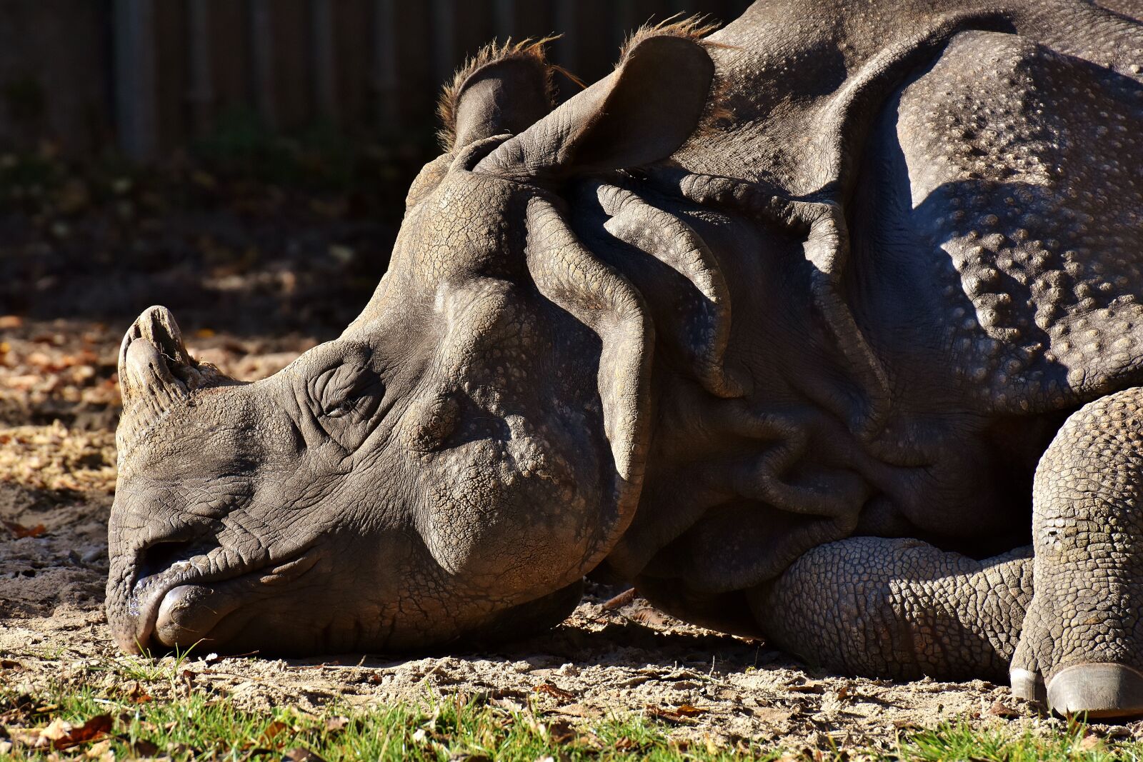 Nikon D7200 sample photo. Rhino, animal, animal world photography