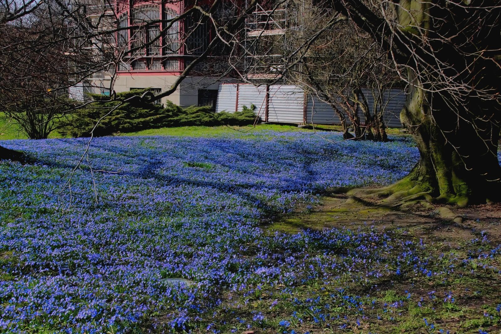 Nikon D3300 sample photo. Spring, flowers, landscape photography