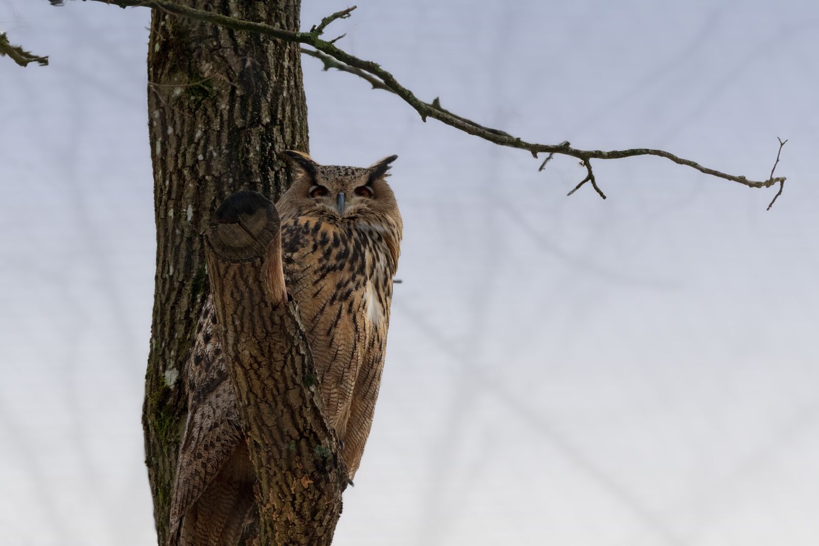 Canon EOS 6D Mark II sample photo. Eagle owl, bird, nature photography