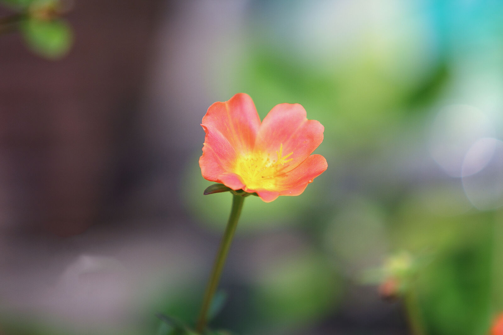 Canon EOS 60D sample photo