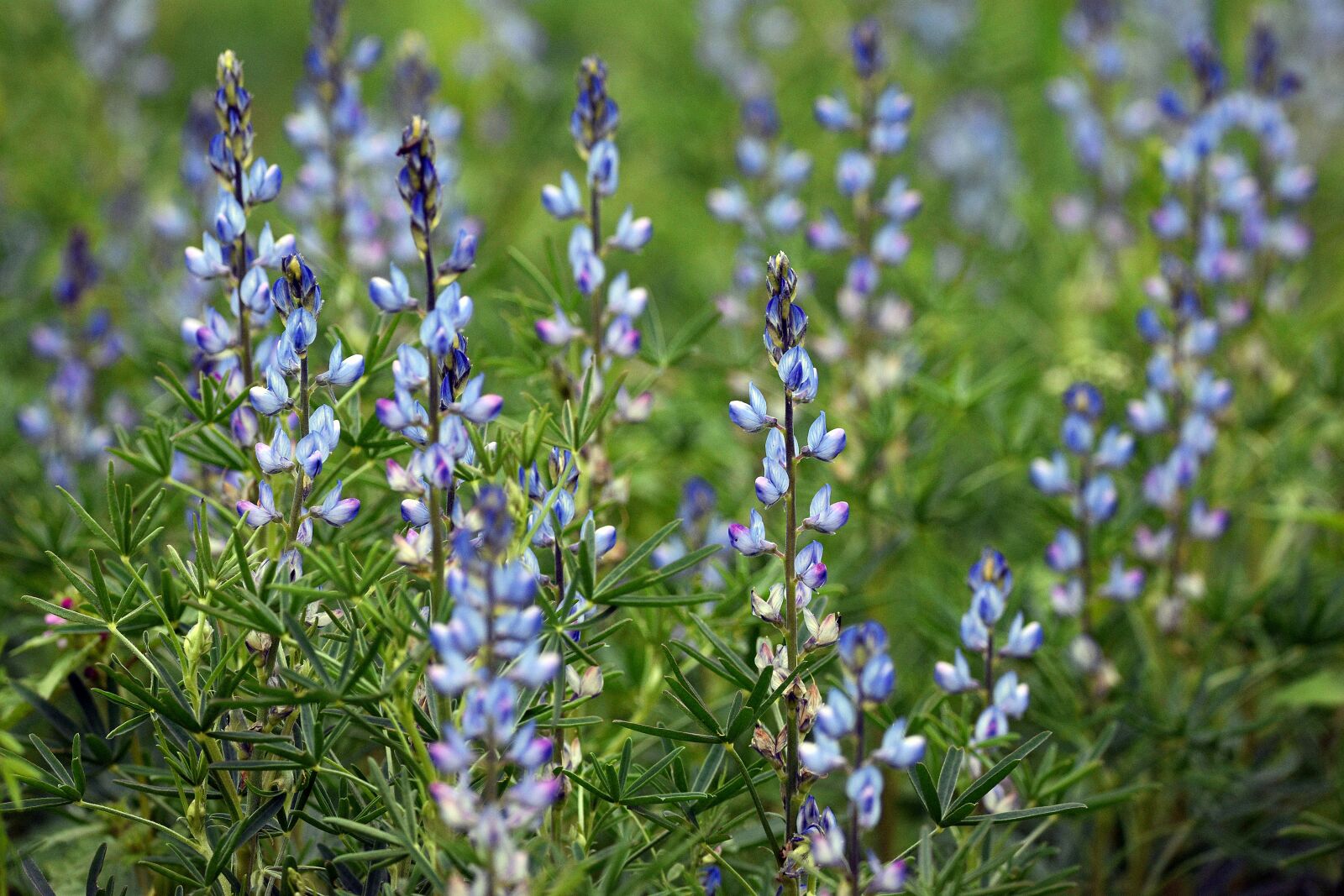 Nikon D3400 sample photo. Flowers, spring, nature photography