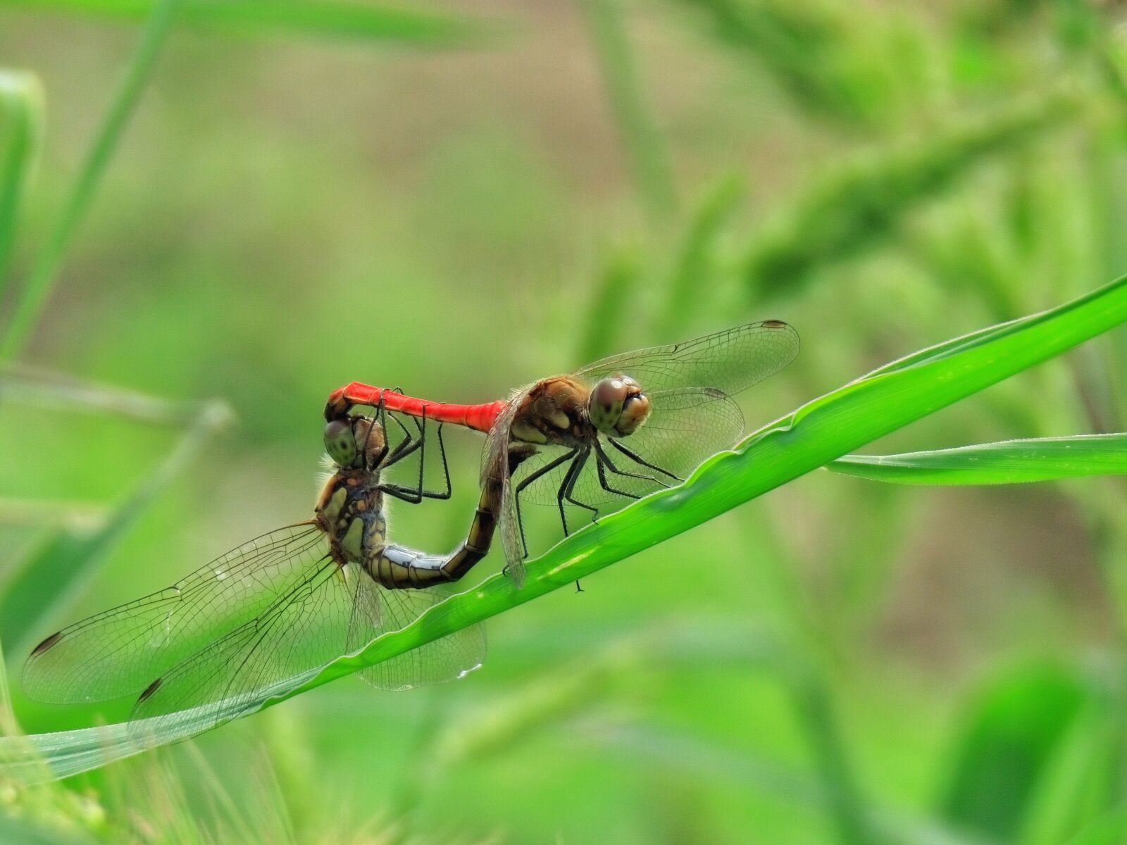 Canon PowerShot SX70 HS sample photo. Insect, paddy field, grass photography