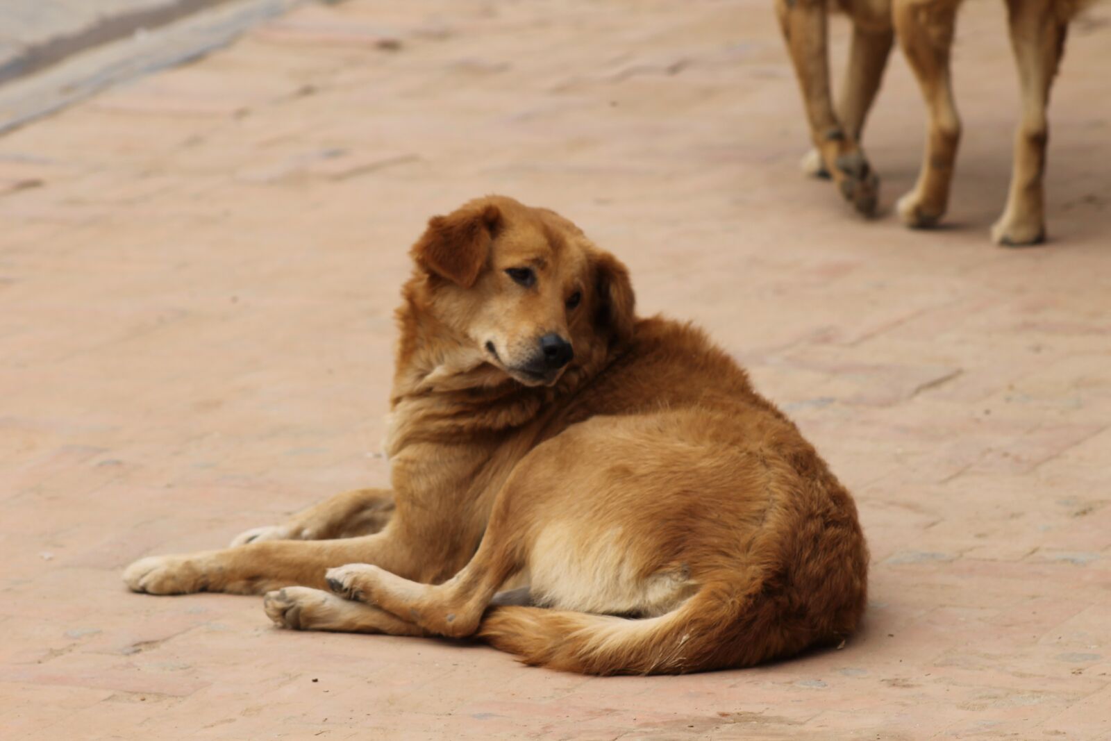 Canon EOS 1100D (EOS Rebel T3 / EOS Kiss X50) + EF75-300mm f/4-5.6 sample photo. Street dog, stray dog photography