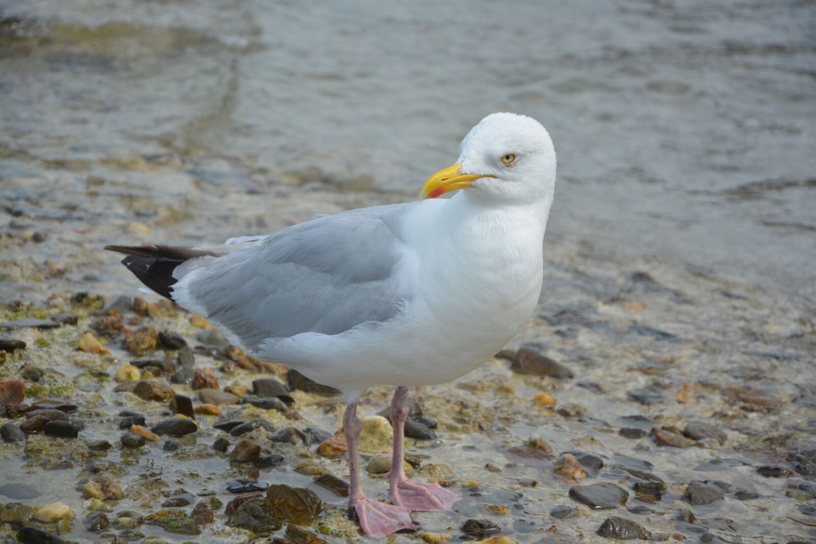 Nikon D5200 sample photo. Gull, seabird, feathers photography