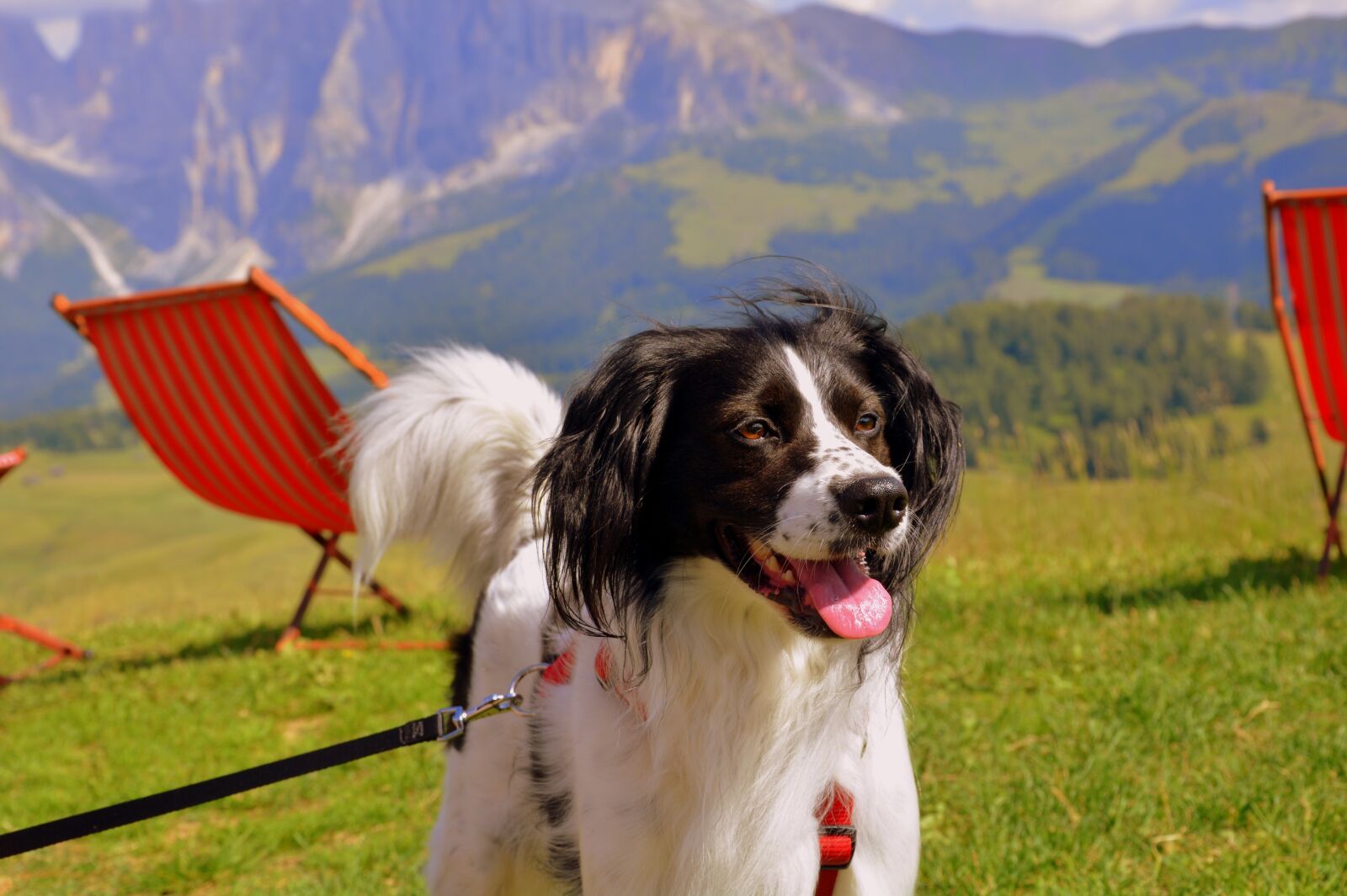Nikon D7100 sample photo. Dog, happy, mountain photography