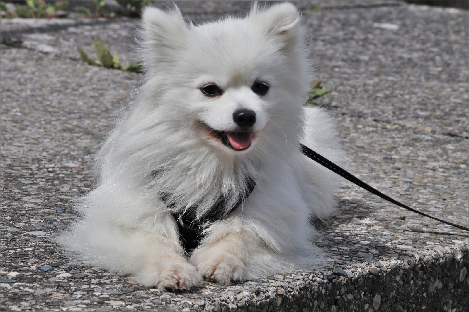Canon EOS 80D sample photo. Spitz, white dog, head photography