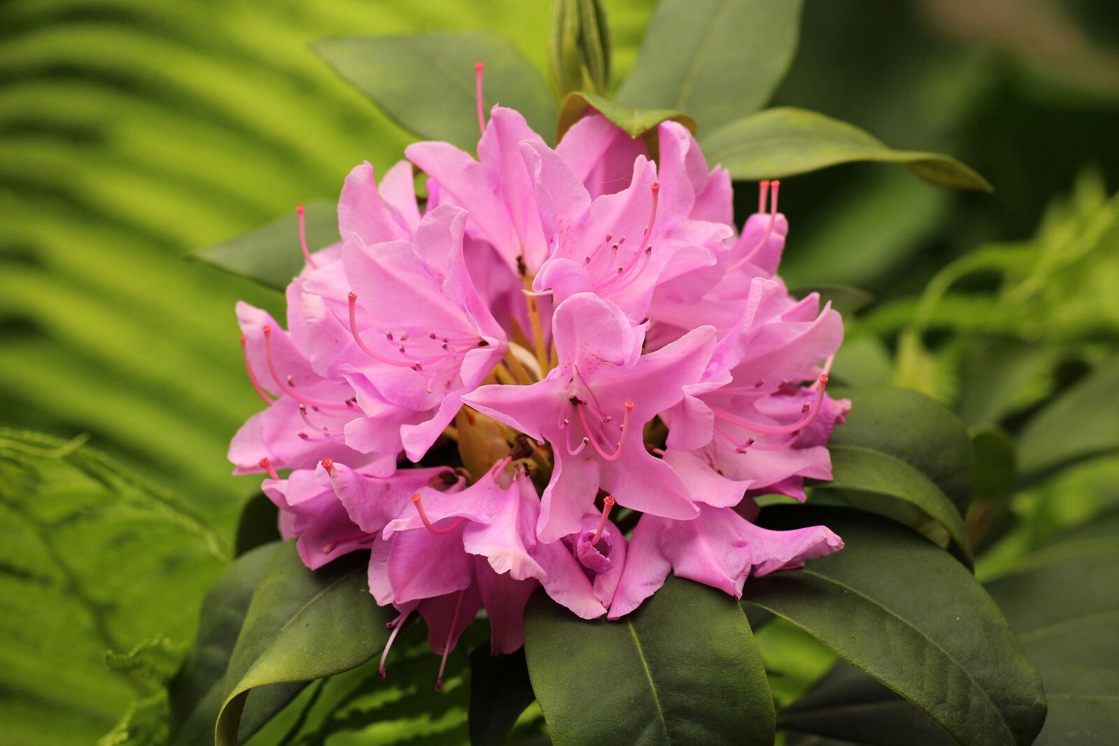 Canon EOS 1200D (EOS Rebel T5 / EOS Kiss X70 / EOS Hi) sample photo. Rhododendron, flowering, spring photography